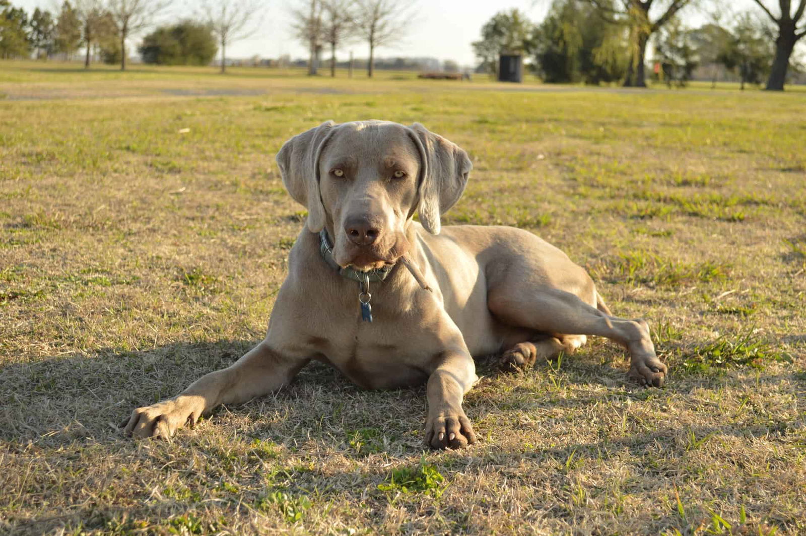 Weimaraner photo 3