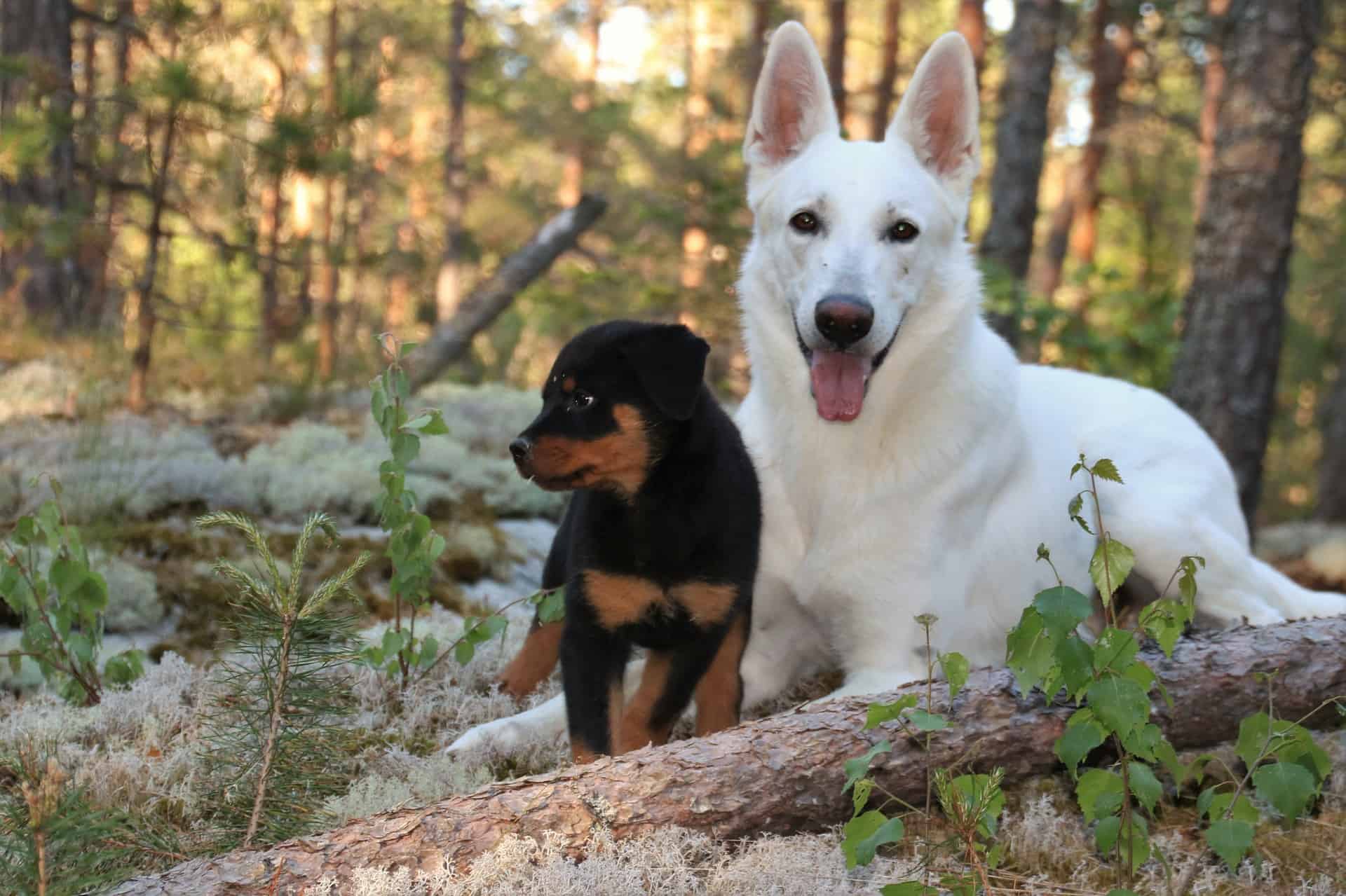 Do American White Shepherds Coexist Well with Other Pets