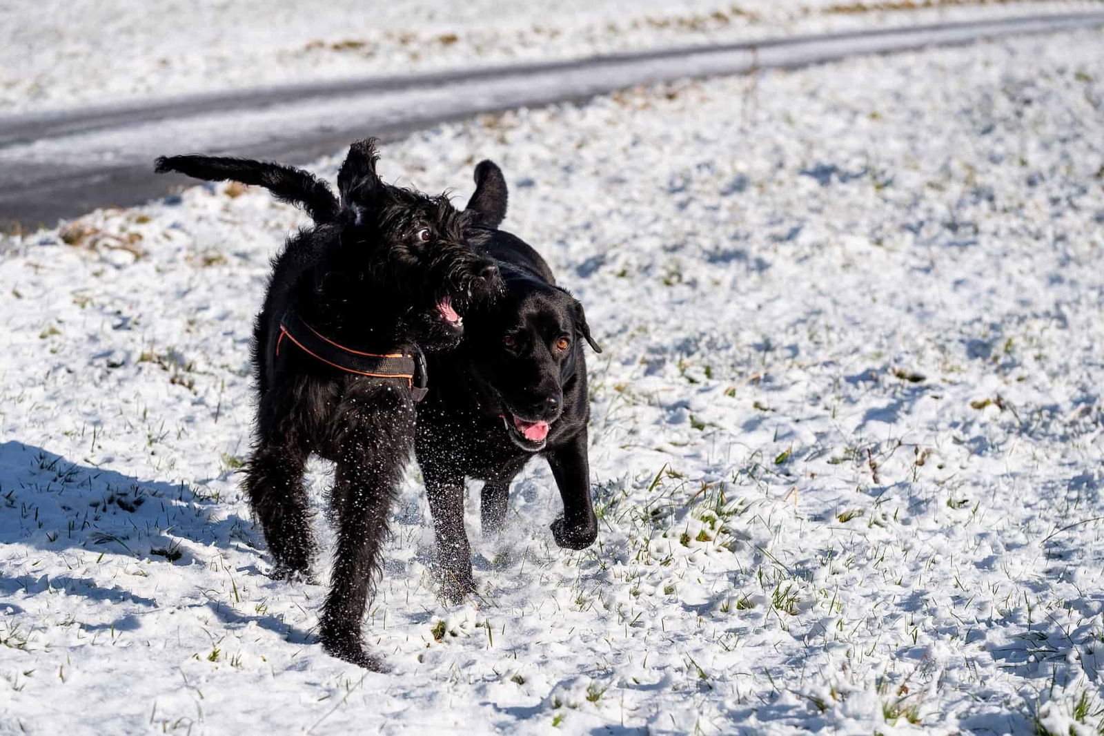 Two dogs playing and running in snow, enjoying winter outdoor fun and exercise.