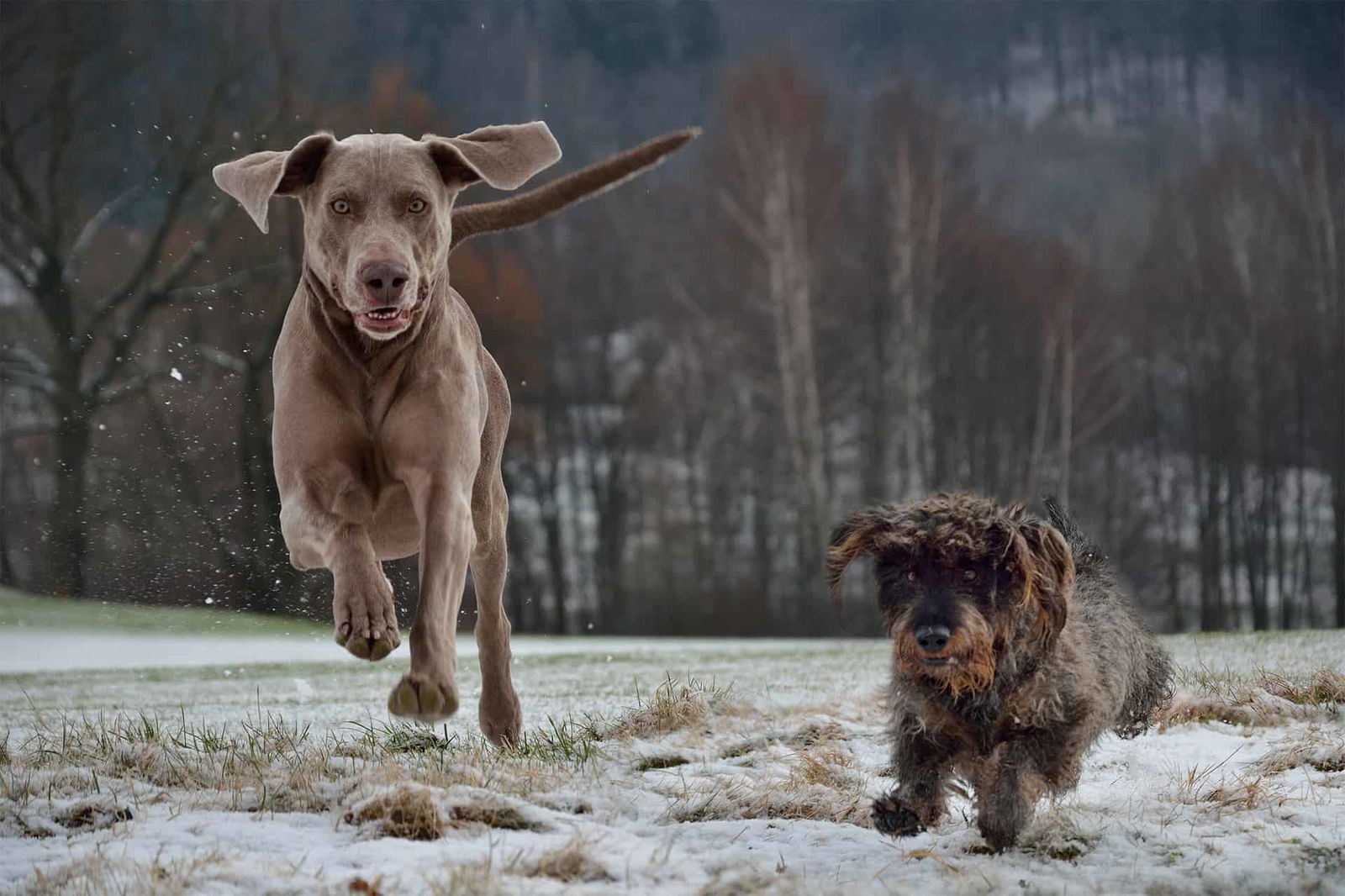 Playful dogs enjoying winter outdoors.