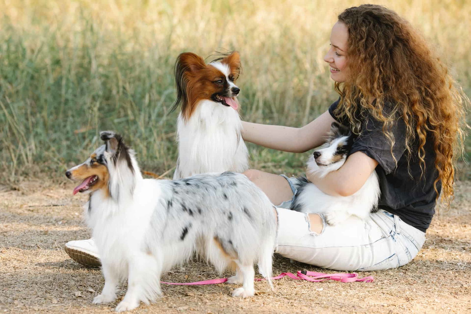 Happy woman with adorable Border Collie and Shetland Sheepdogs outdoors.
