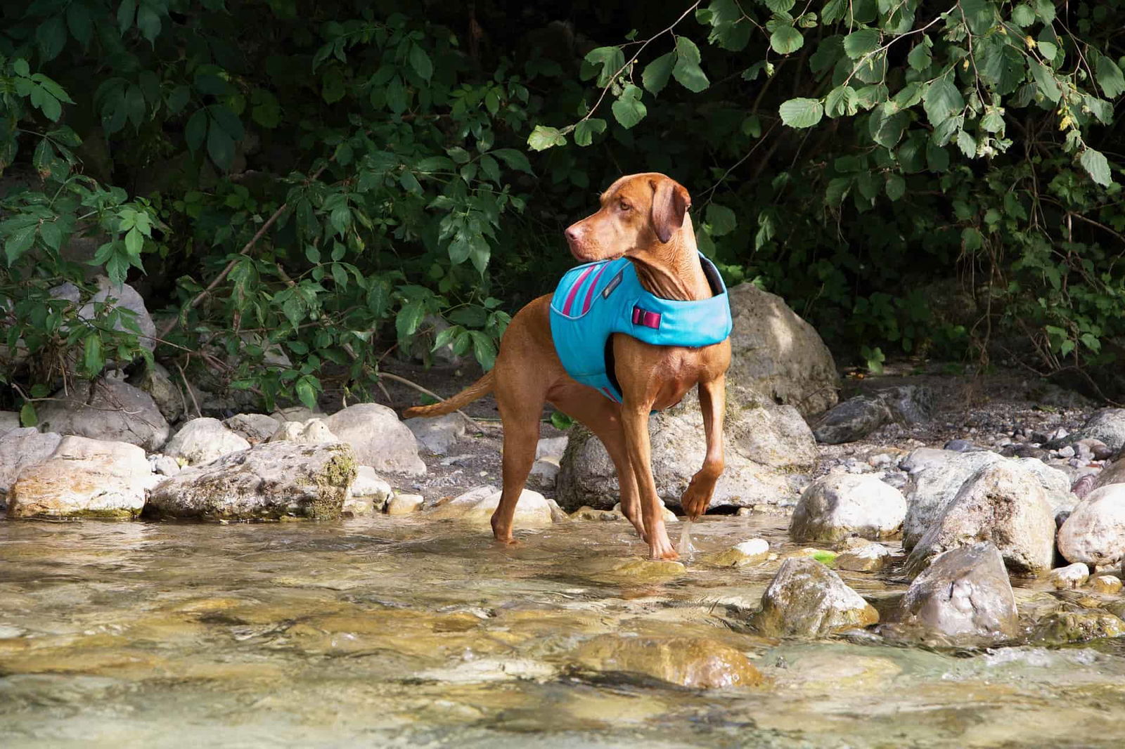 Dog in waterproof life vest enjoying outdoor adventure by river.