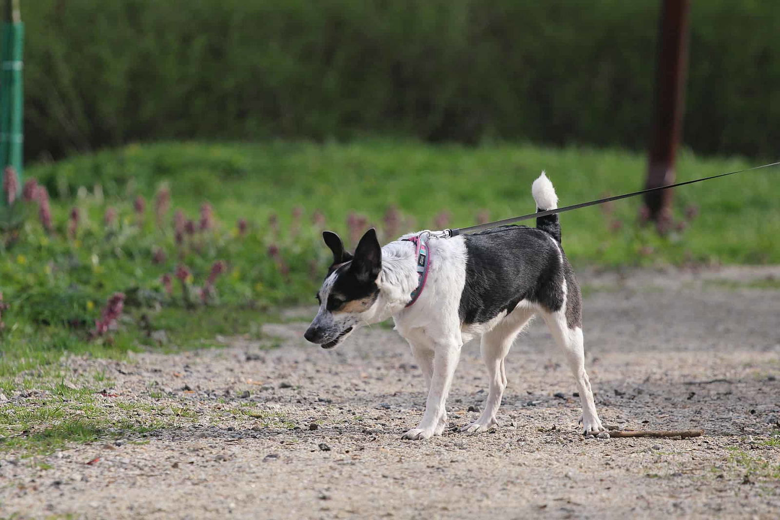Cute black and white dog on leash exploring outdoors.