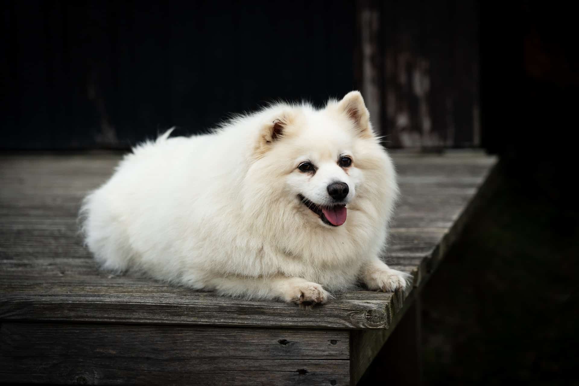 Cute white dog relaxing outdoors on wooden surface, cheerful and calm.