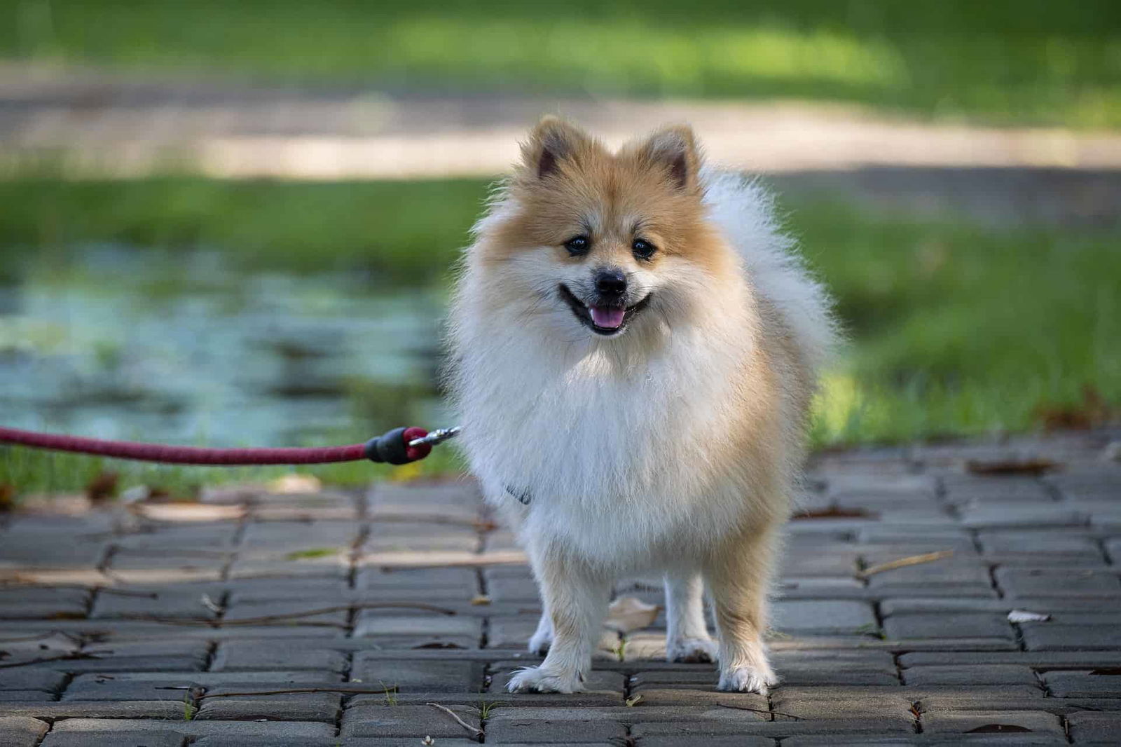 Adorable fluffy Pomeranian dog enjoying a walk outside in a park.