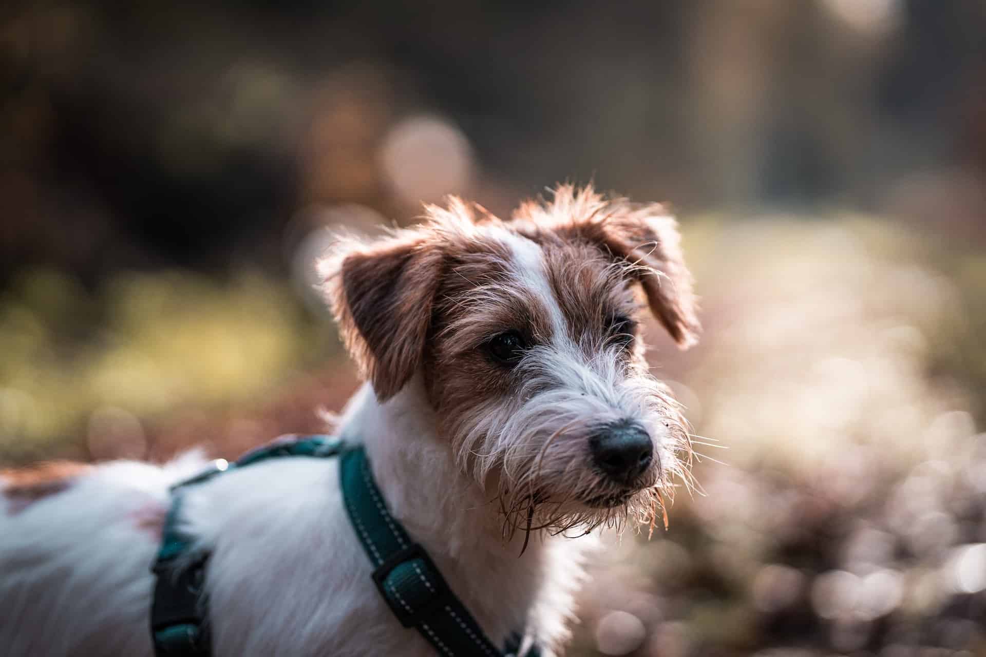 Dog care puppy outdoors with a harness, looking curious in the natural sunlight.