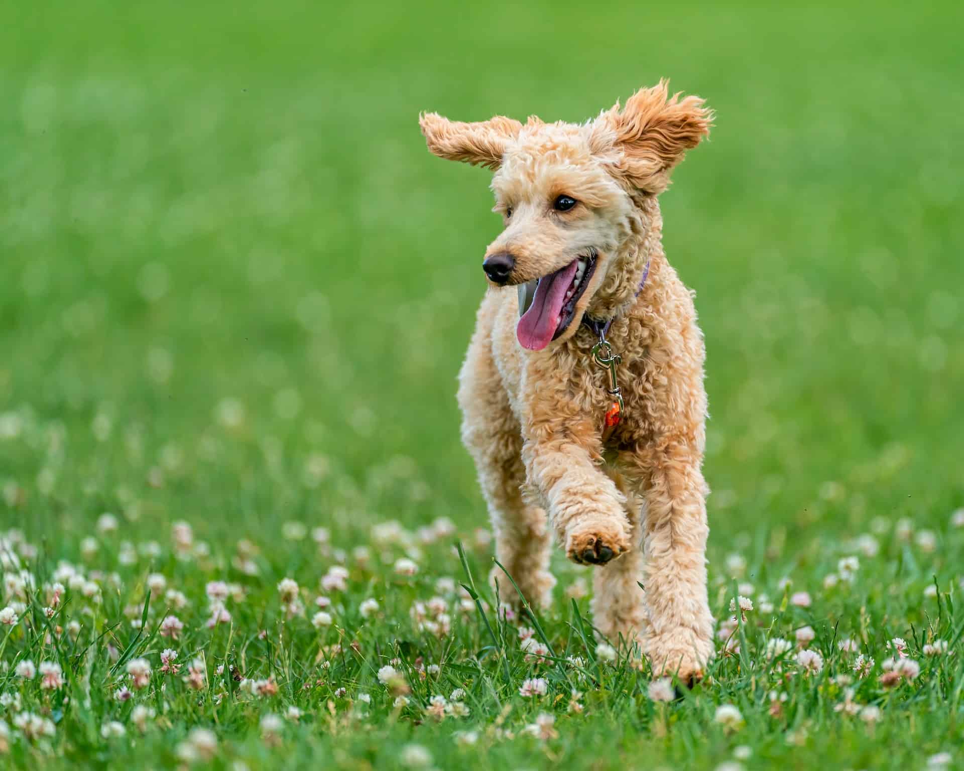 An energetic tan poodle puppy joyfully running through a grassy field with flowers.