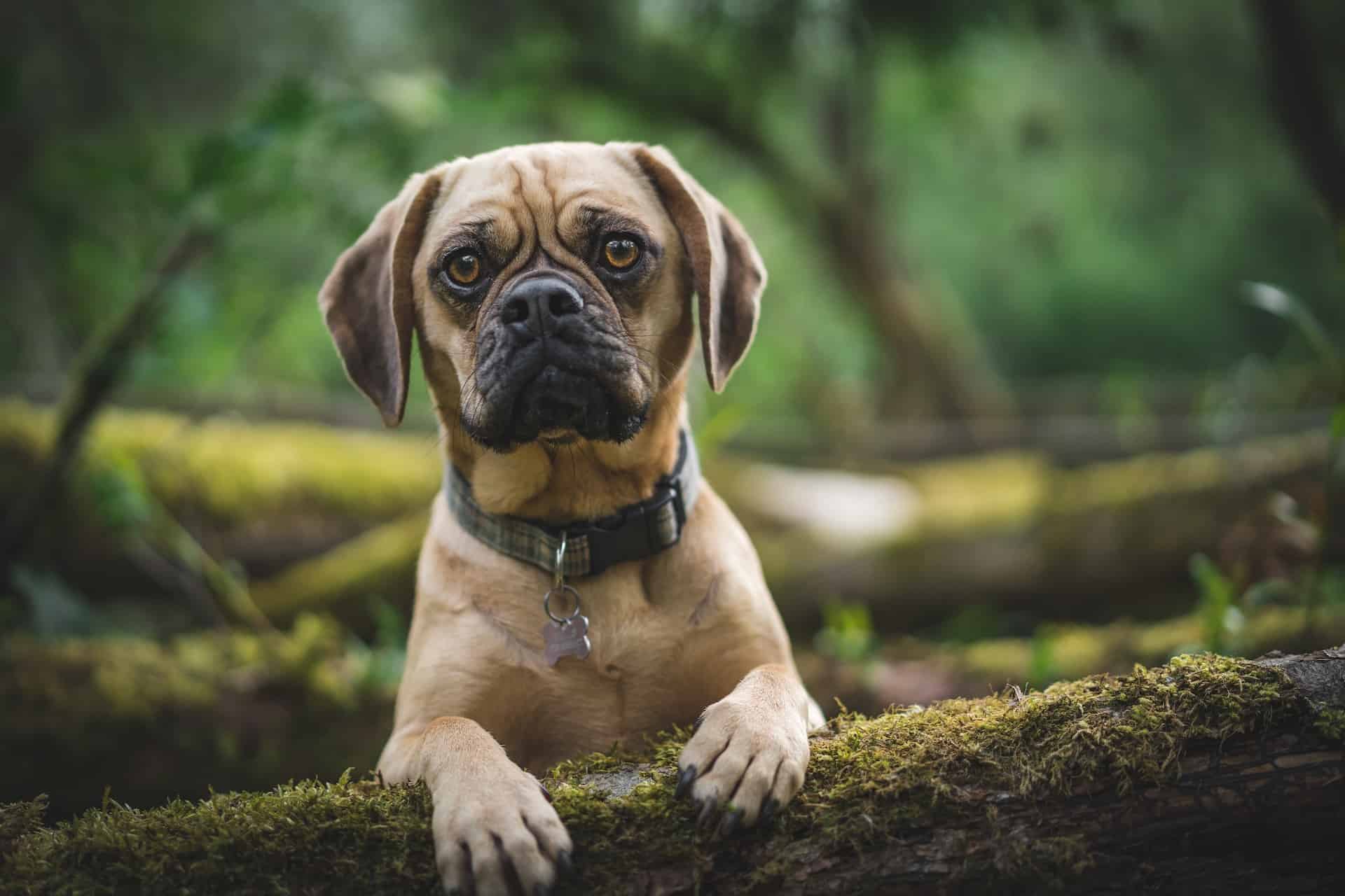 Adorable dog lying on mossy log outdoors, highlighting pet adoption and outdoor adventures.