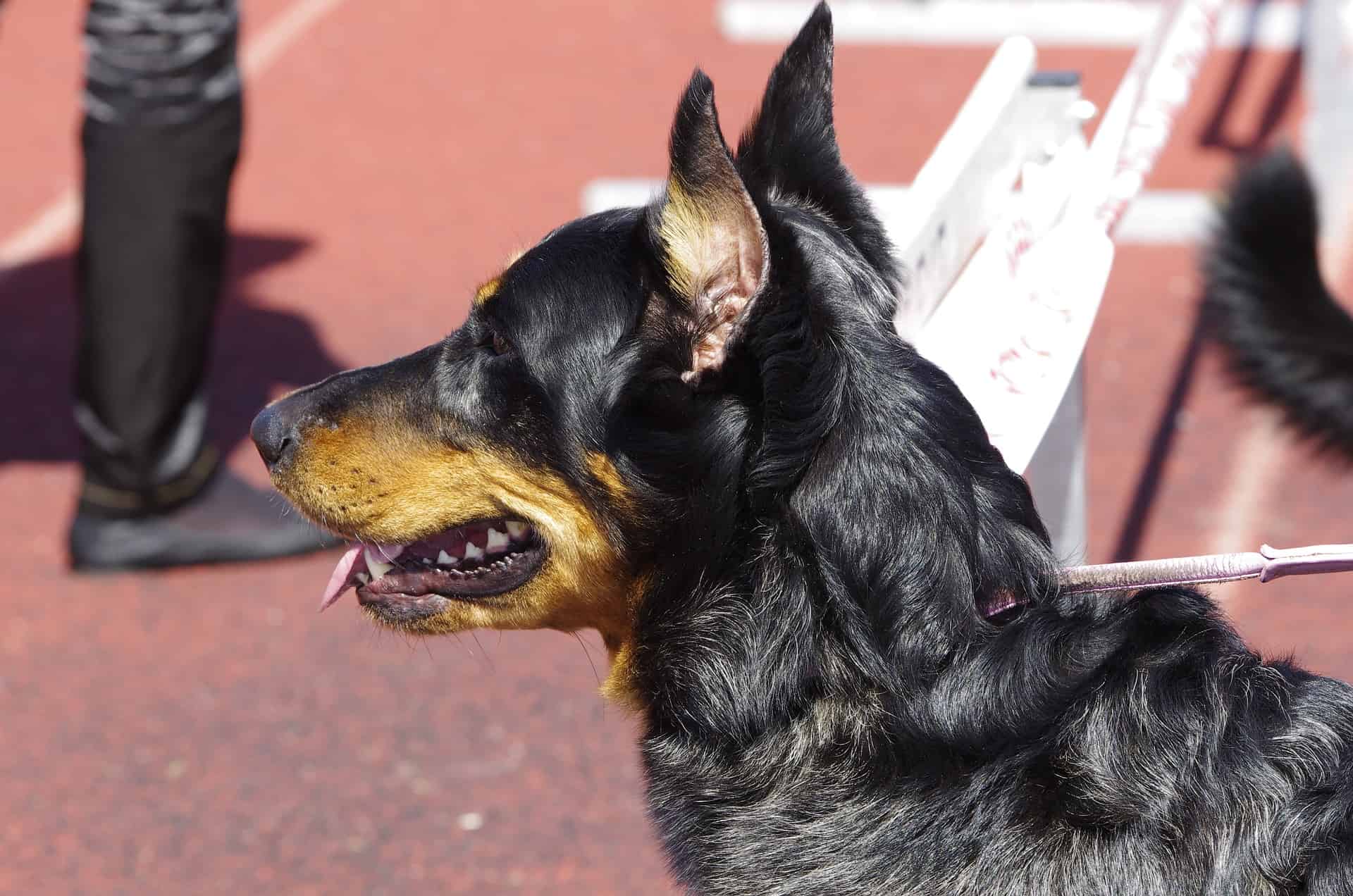 Essential Training Tips for Beauceron Dogs