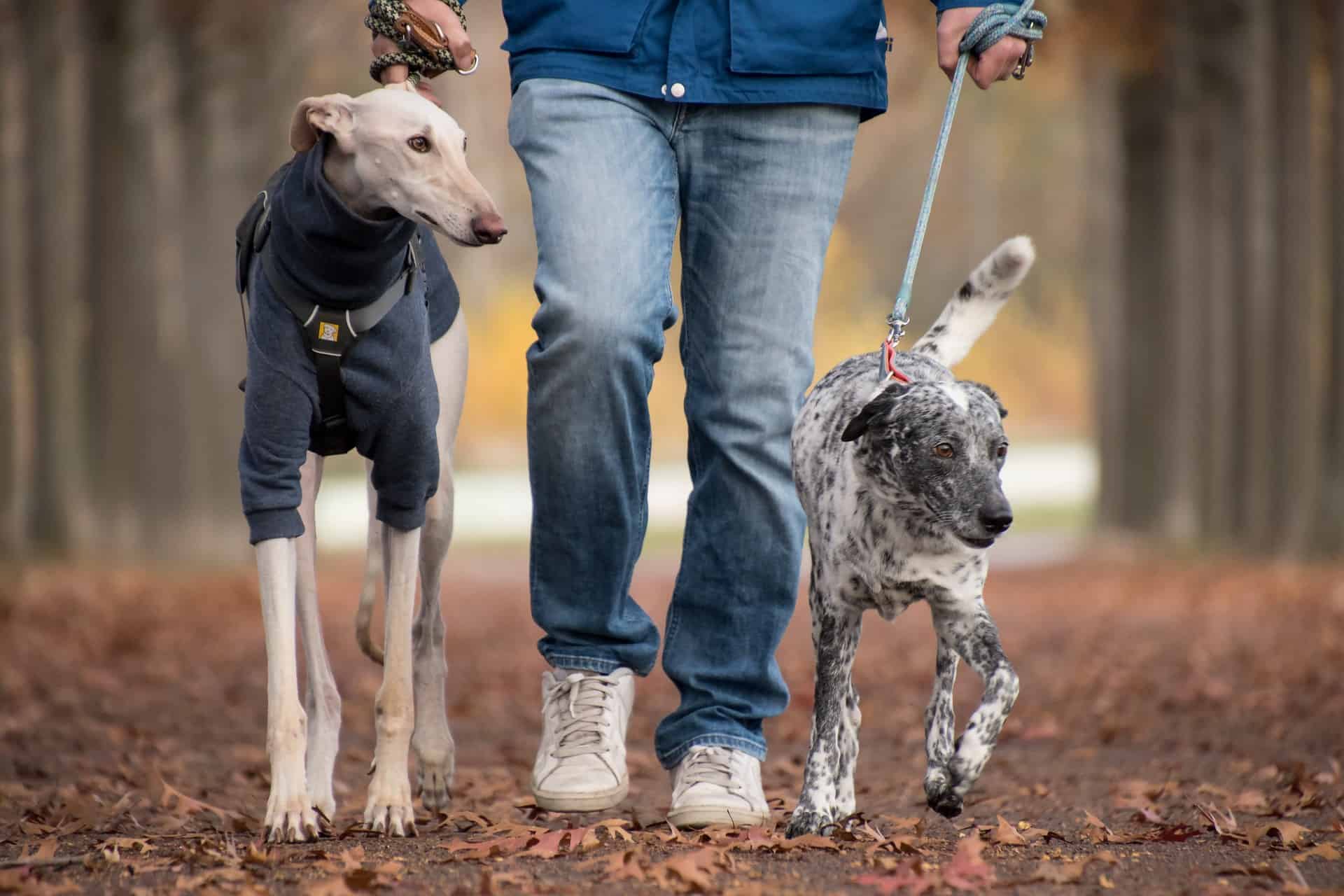 Adorable dogs on a walk in the woods, one wearing a hoodie and the other with a spotted coat, enjoyed a fall adventure with their owner.