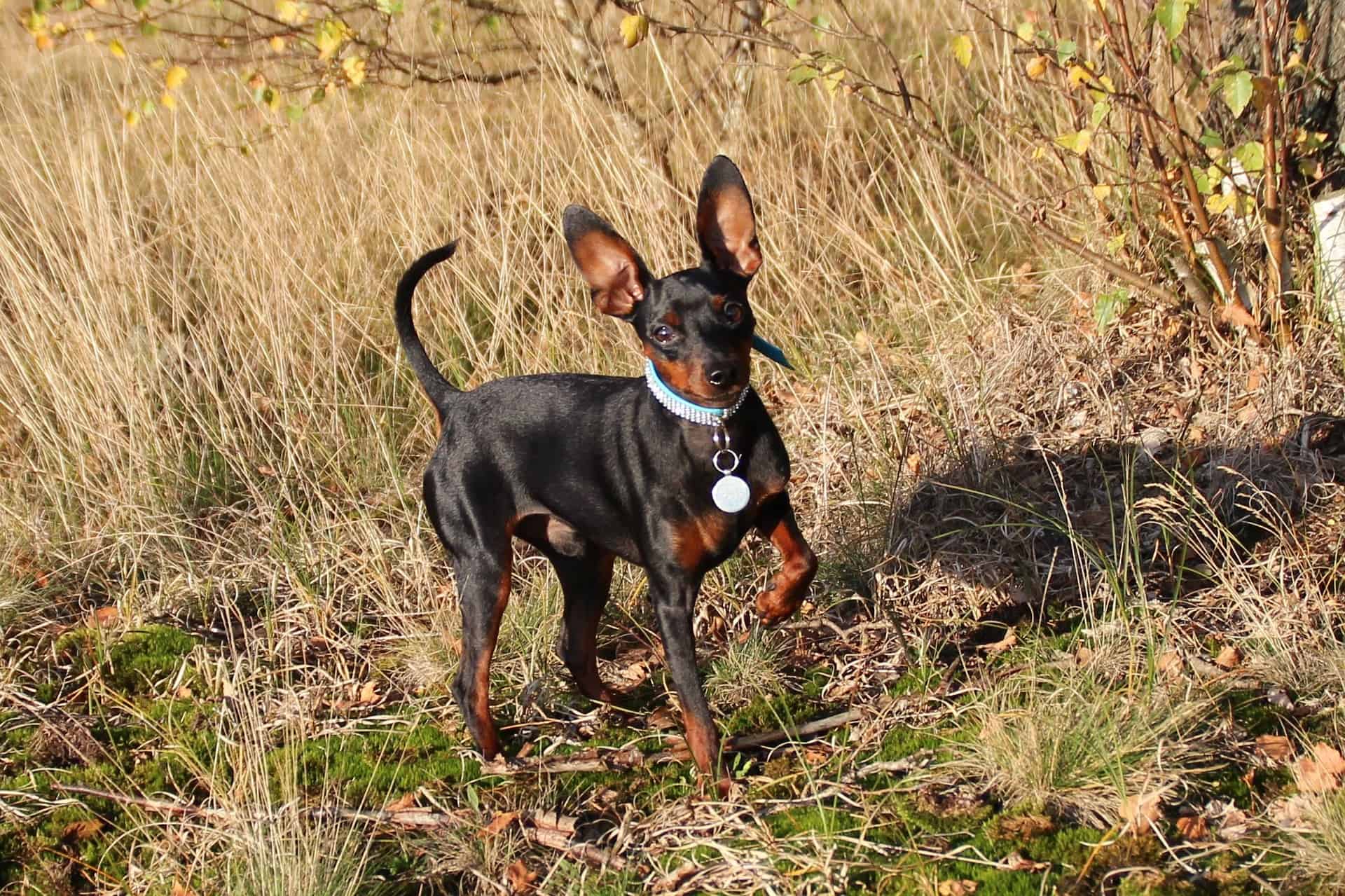 Small black and tan dog with large ears, wearing a blue collar and tag.