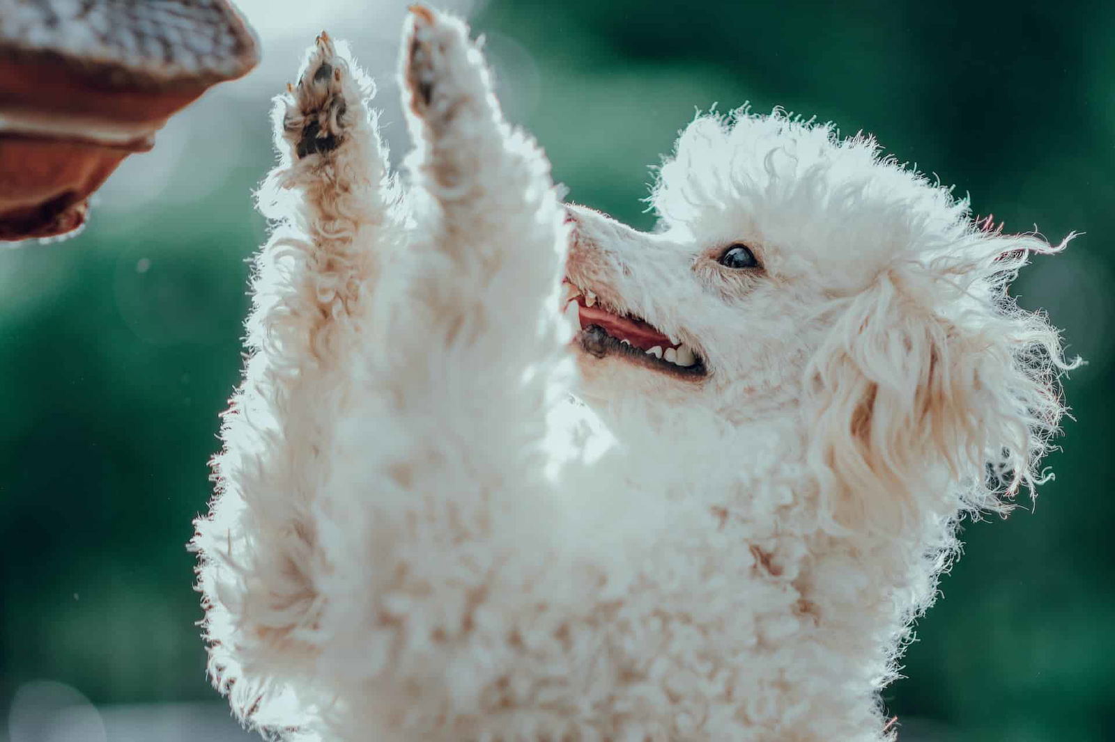 Exercise Essentials for Toy Poodles