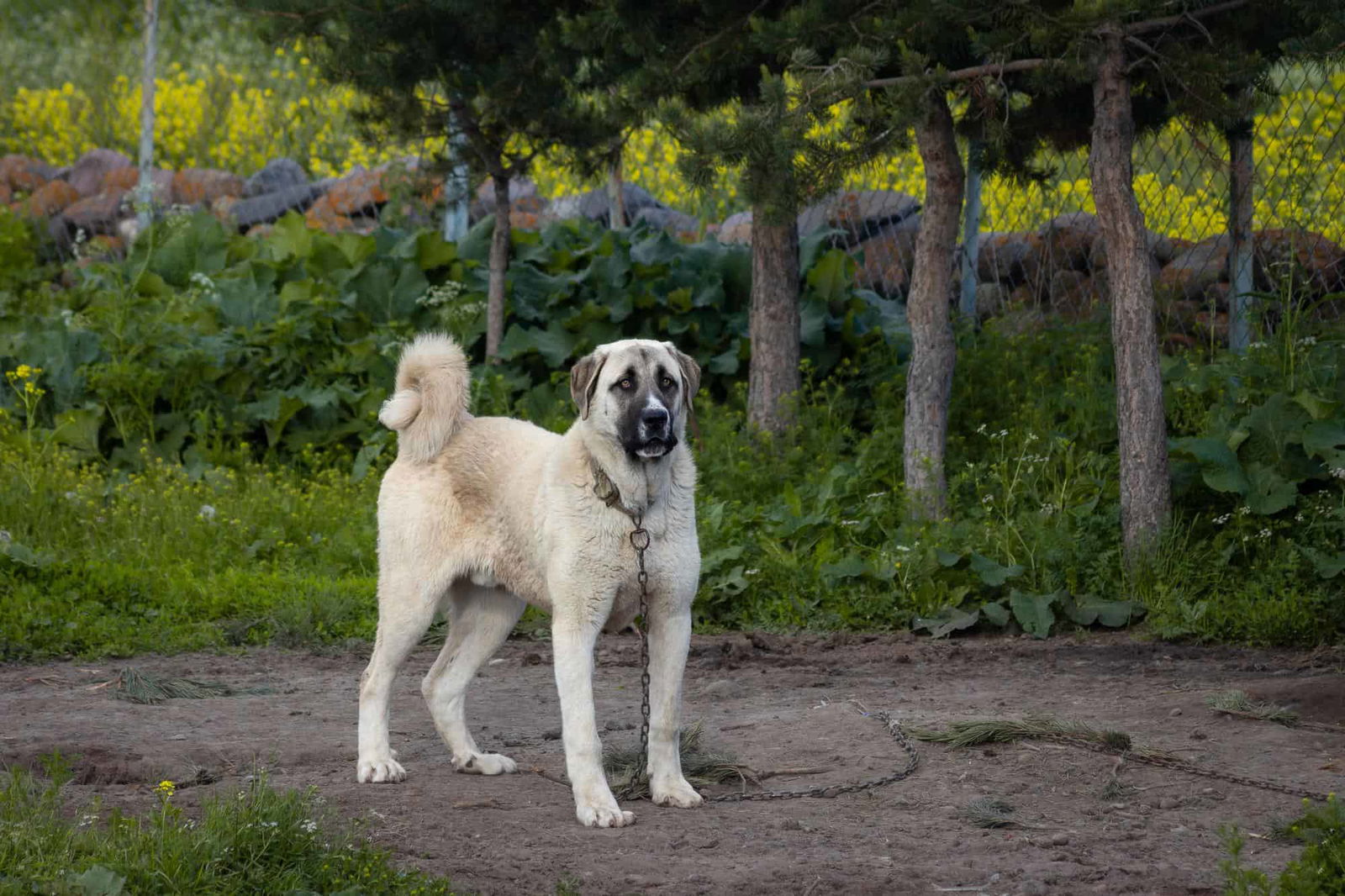 Bright outdoor photo of a large dog standing on a dirt path with trees and lush greenery in background.