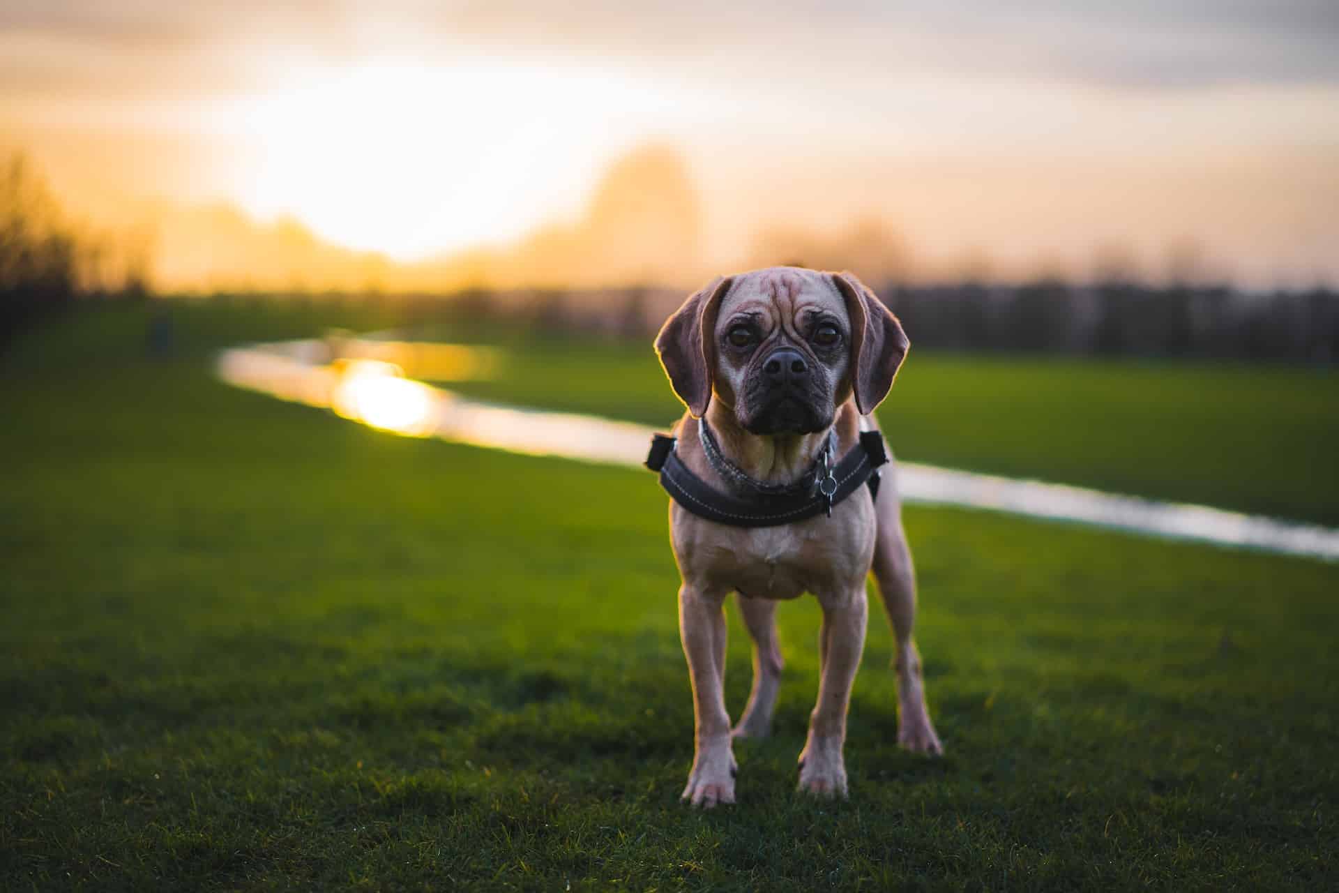 Exercise Guidelines for a Happy and Healthy Puggle