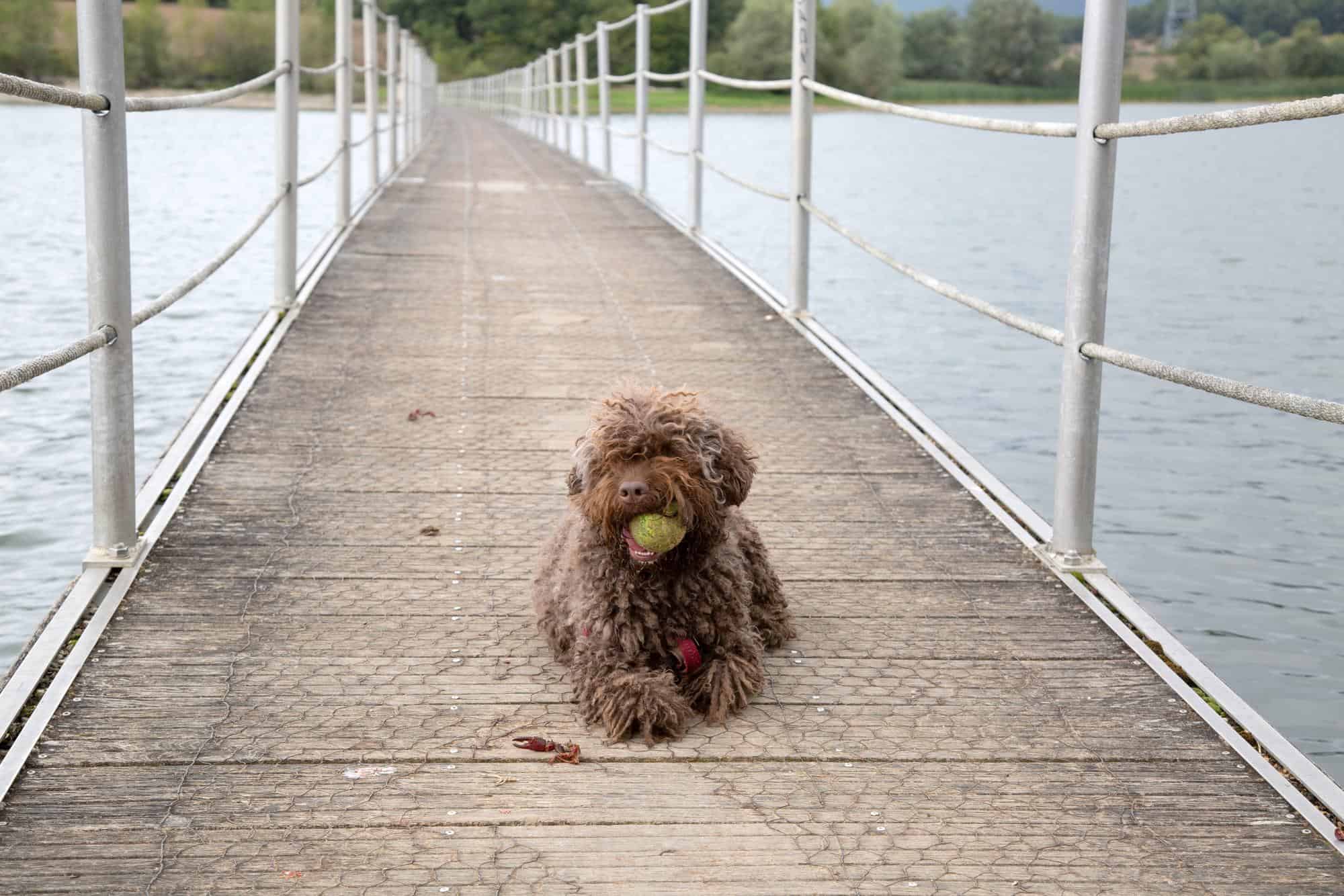 Exercise Needs for Spanish Water Dogs