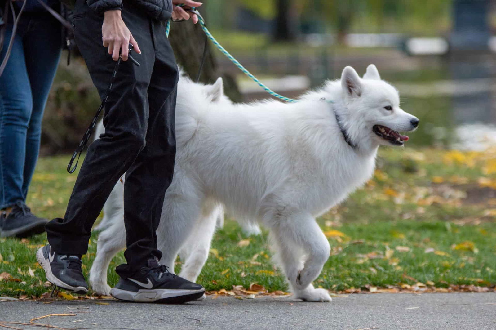 Exercise Needs for a Healthy Samoyed