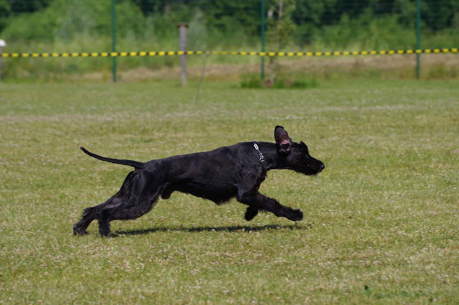 A black dog running energetically outdoors in a grassy area, showcasing agility and joy during playtime.