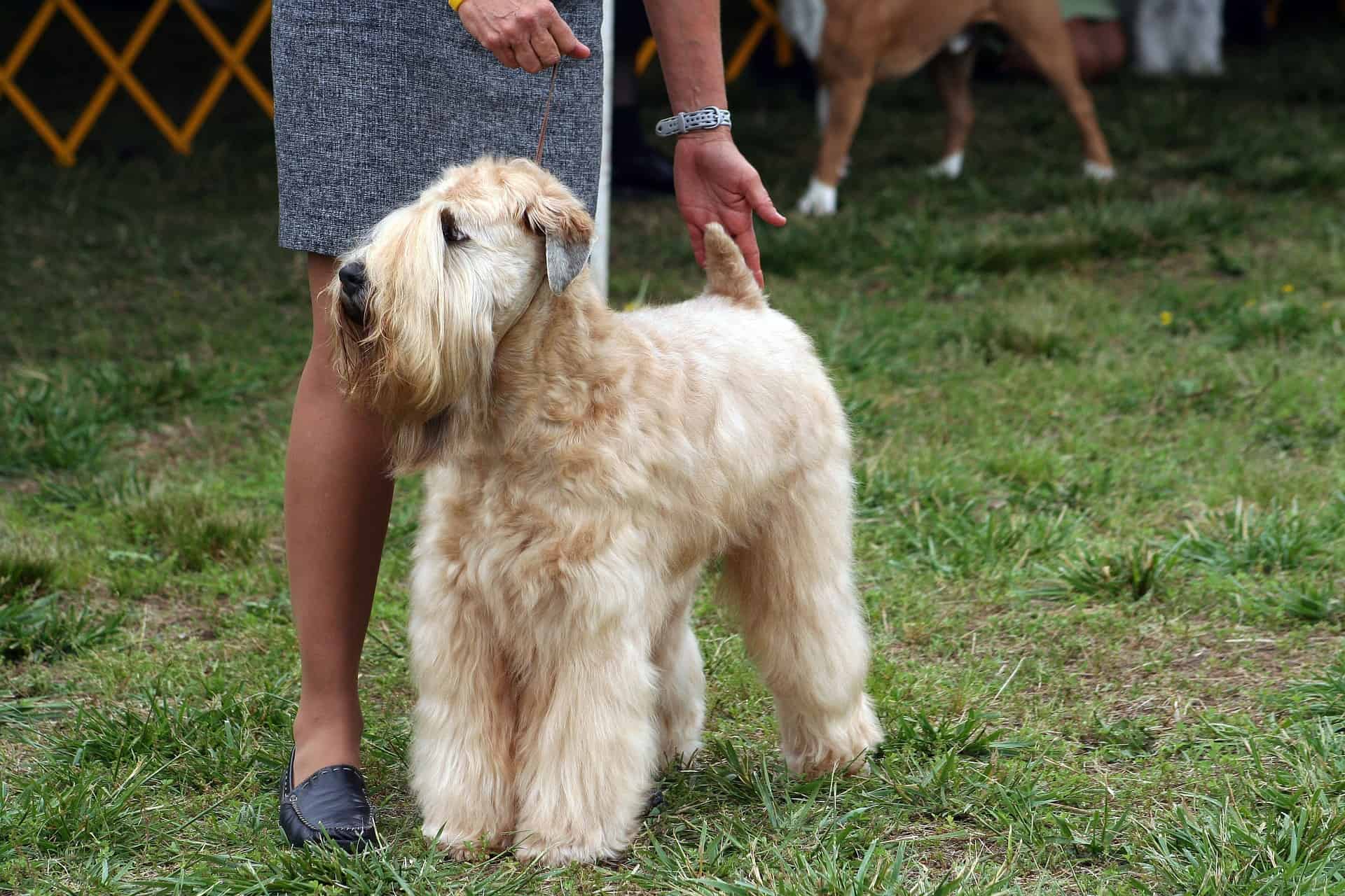 An adorable fluffy Dog at a grooming event with person presenting it.