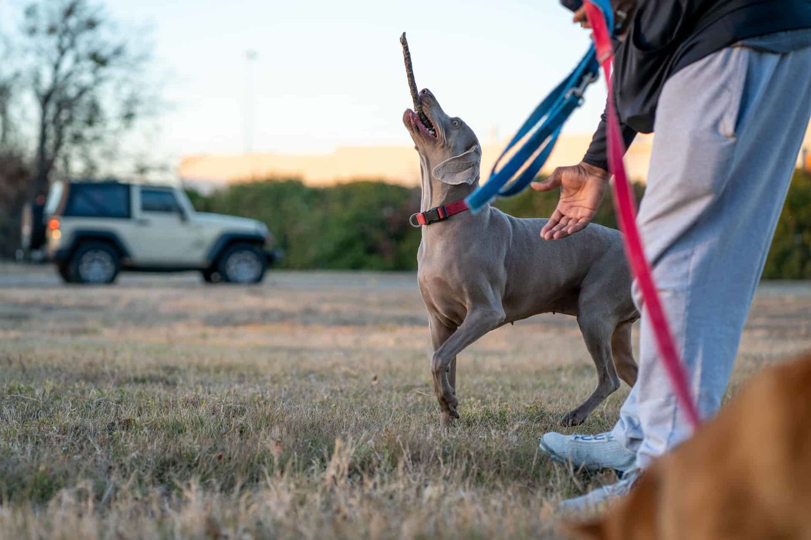 Friendly dog fetching stick during outdoor activity.