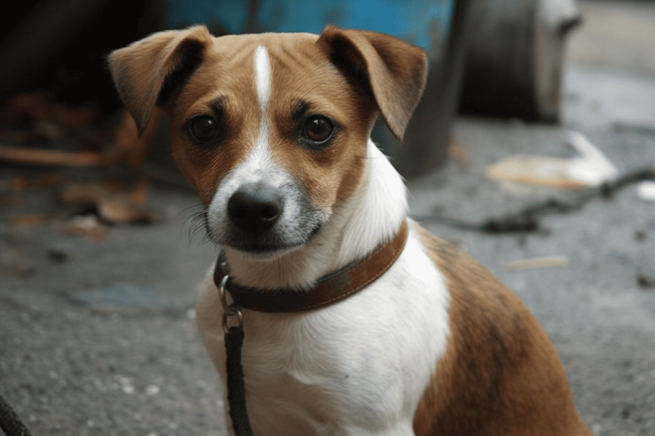 Exploring the Chipit's Personality and Intelligence