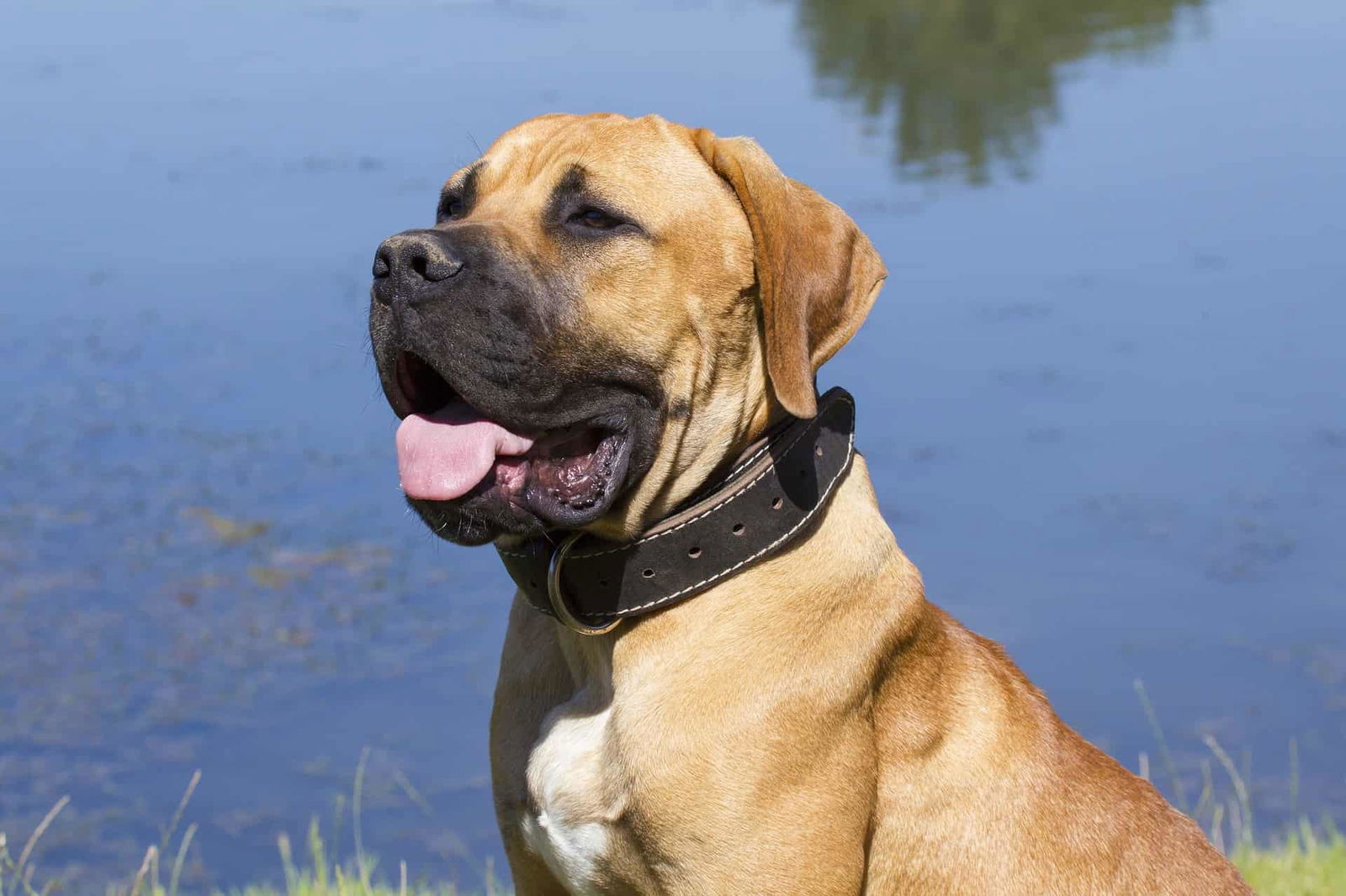 Exploring the Temperament and Intelligence of Boerboels