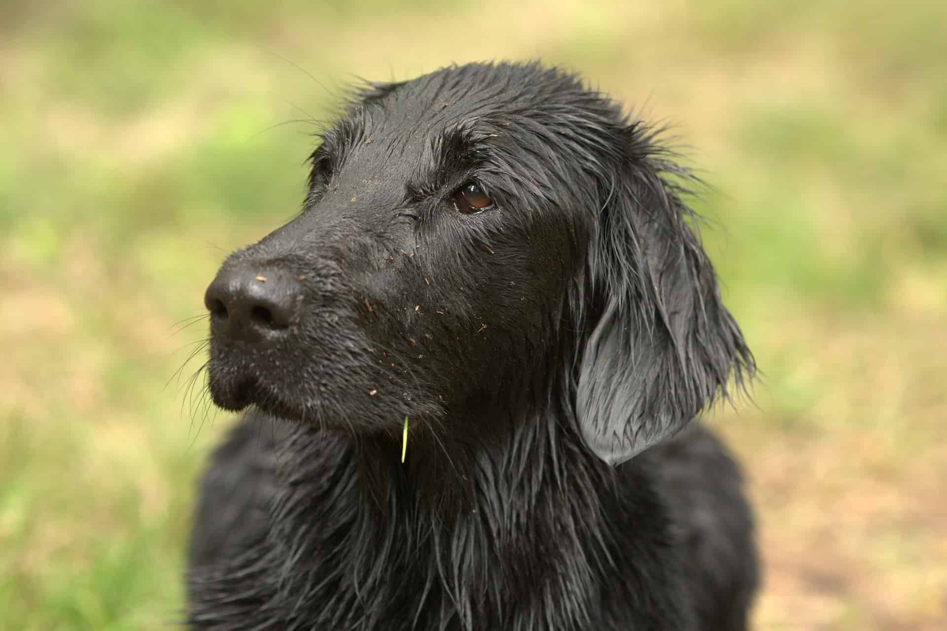 Fascinating Fact 1 About Flat-Coated Retrievers