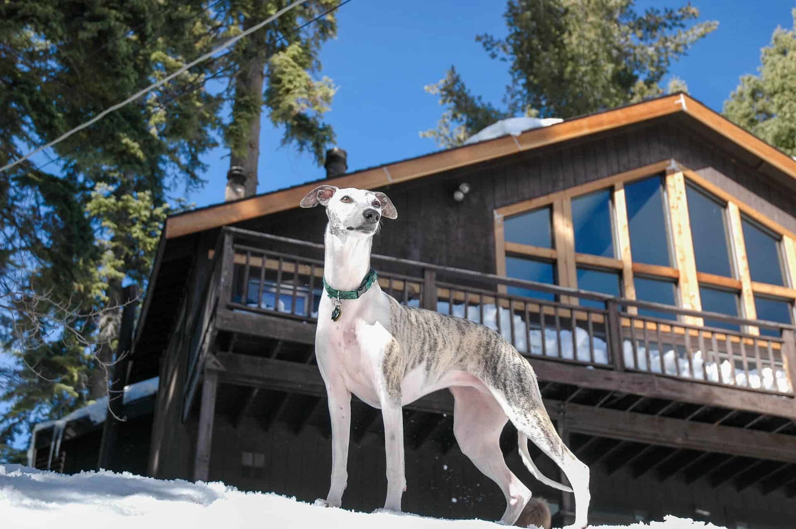 Dog in snowy outdoor setting near a stylish cabin with large windows and snow on the roof.