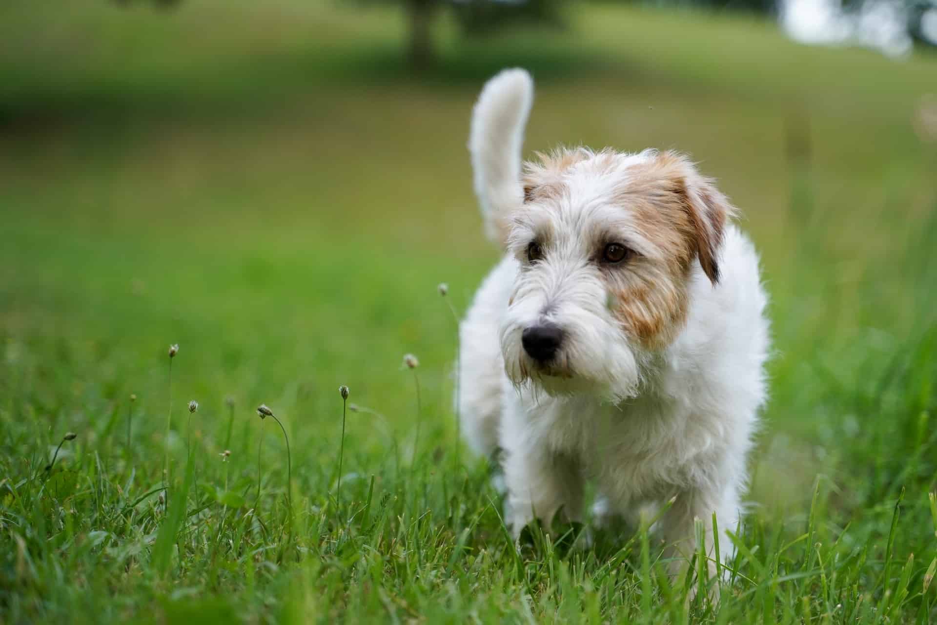 Adorable puppy exploring a lush green park, perfect for dog training and outdoor fun.