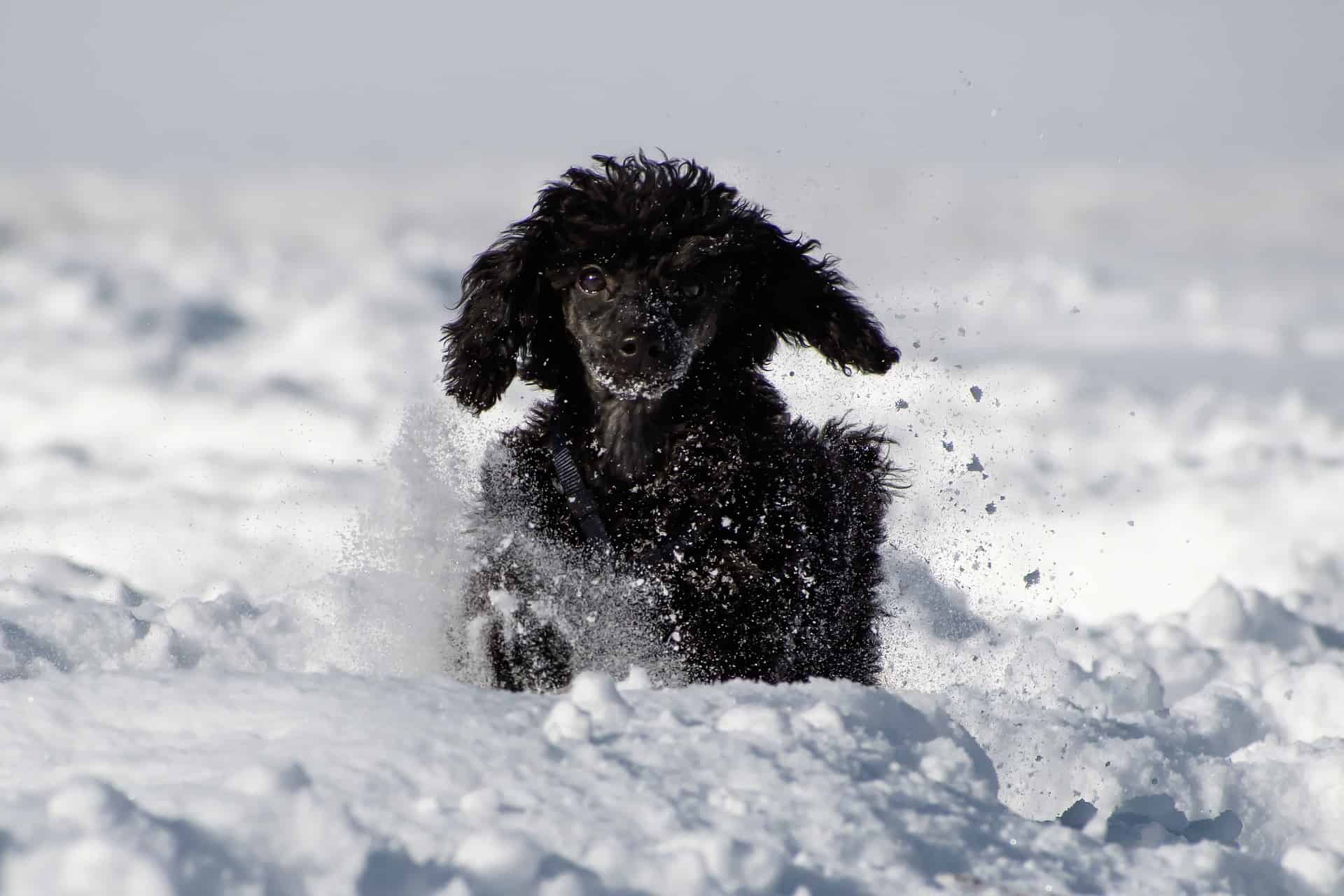 Fascinating Fact 1 About Miniature Poodles