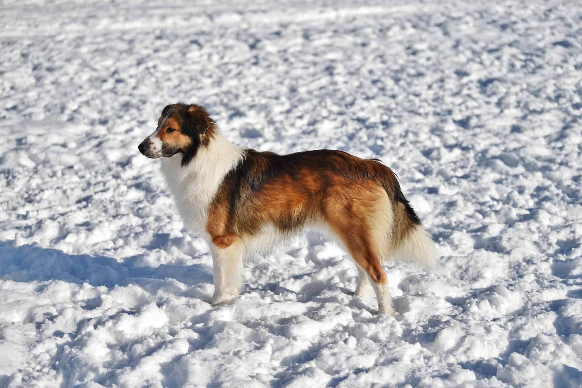 Dog in snow-covered field, Australian Shepherd breed, enjoying winter outdoor fun.