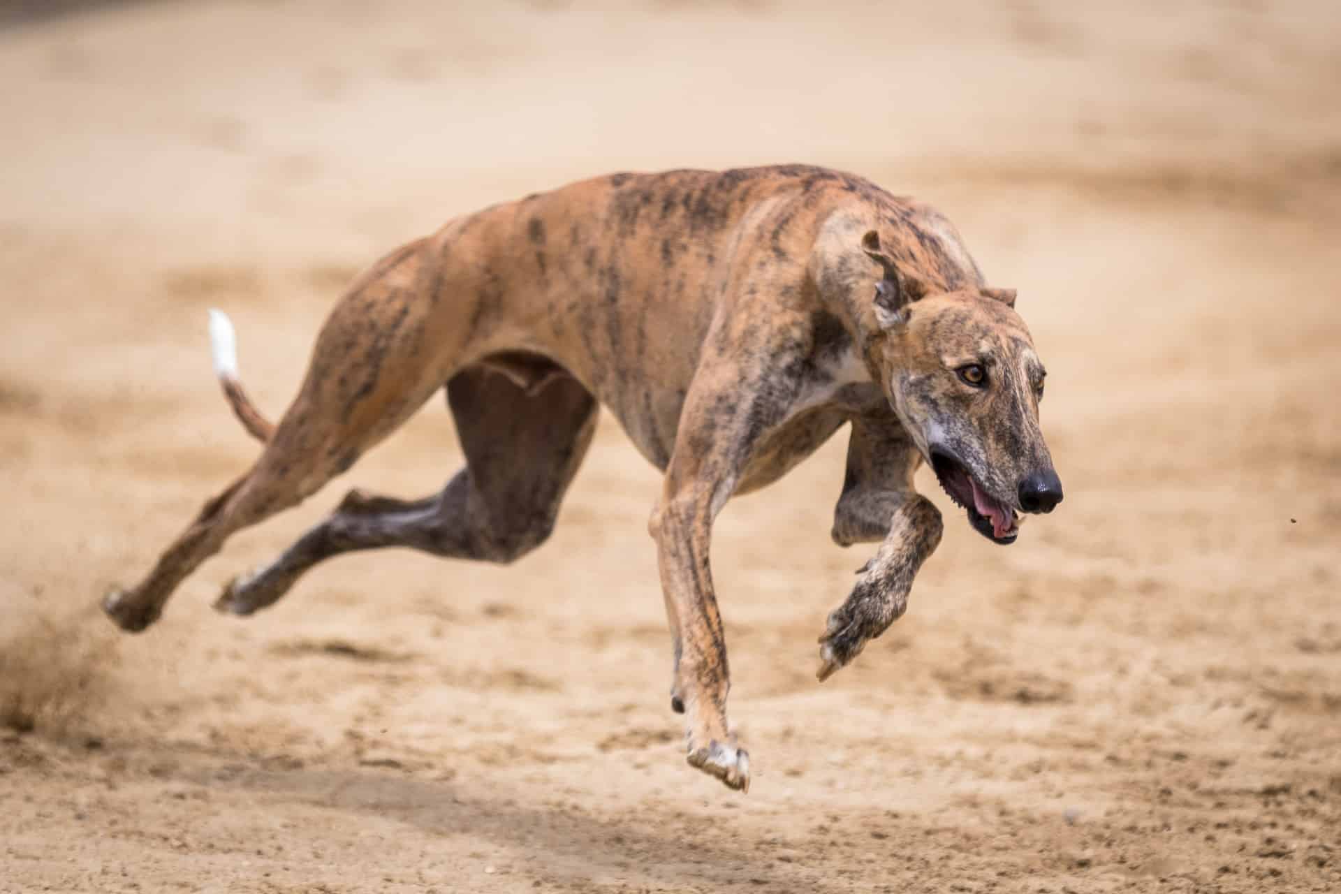 Brindle dog running on dirt, showcasing agility and speed, perfect for active dogs and outdoor adventures.