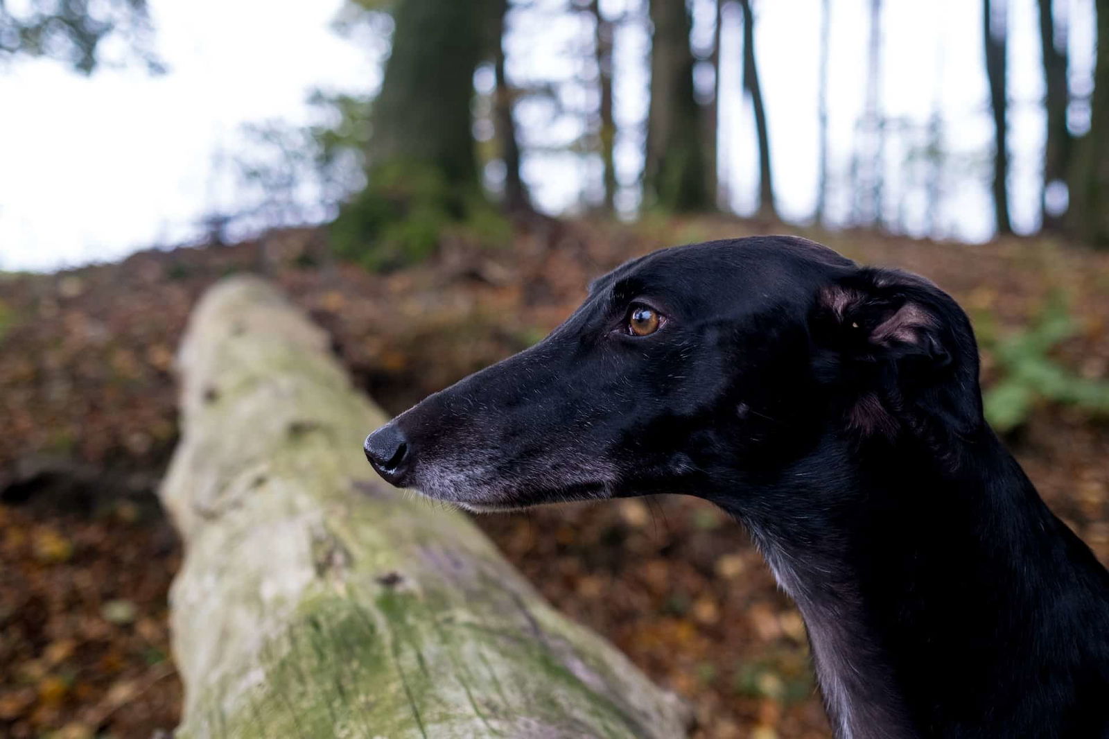 Dog on forest trail during walk in nature, exploring outdoors.