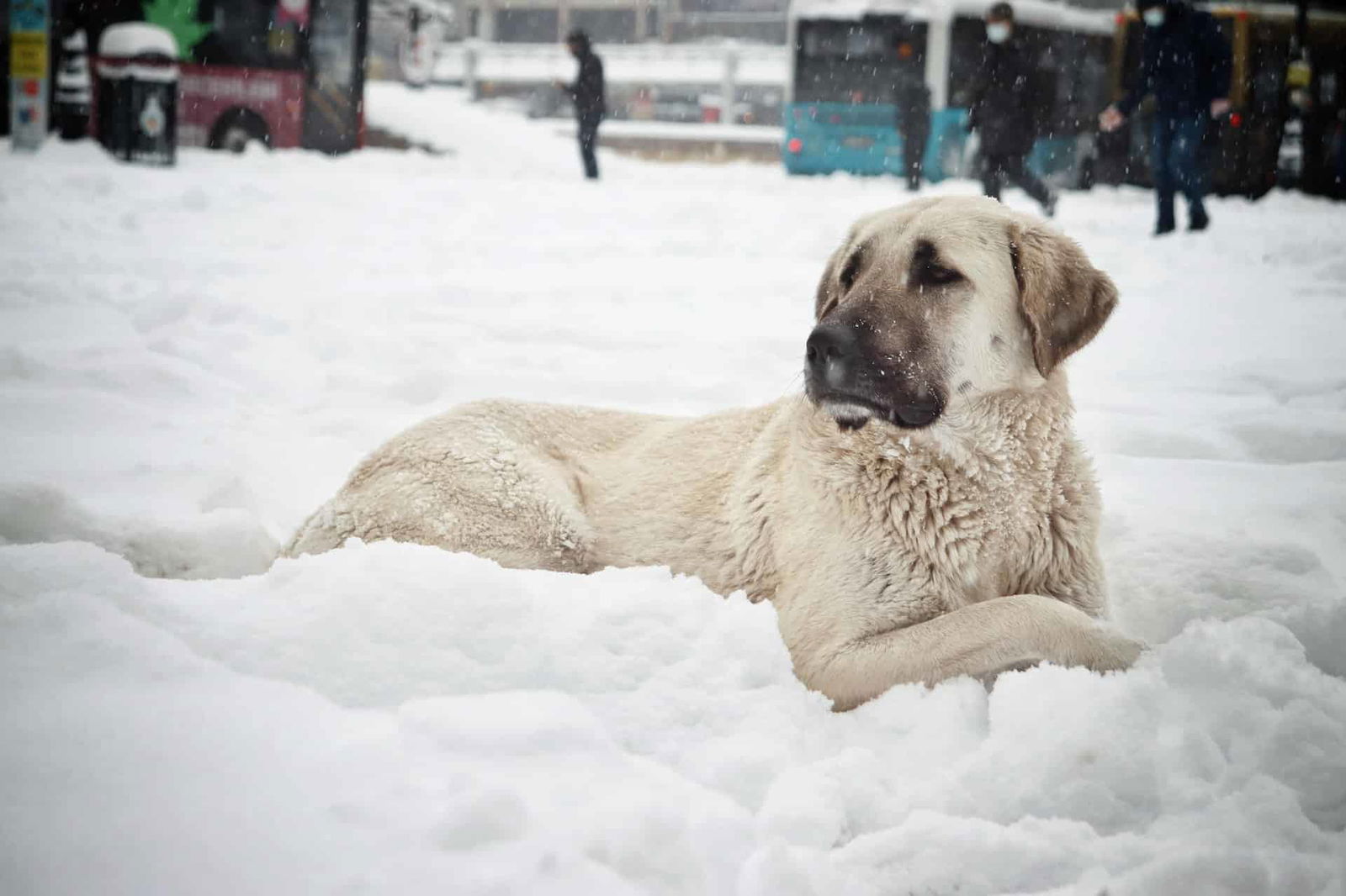 Adorable Labrador in snowy landscape enjoying winter playtime, furry dog resting in fresh snow, snow day fun with pets.