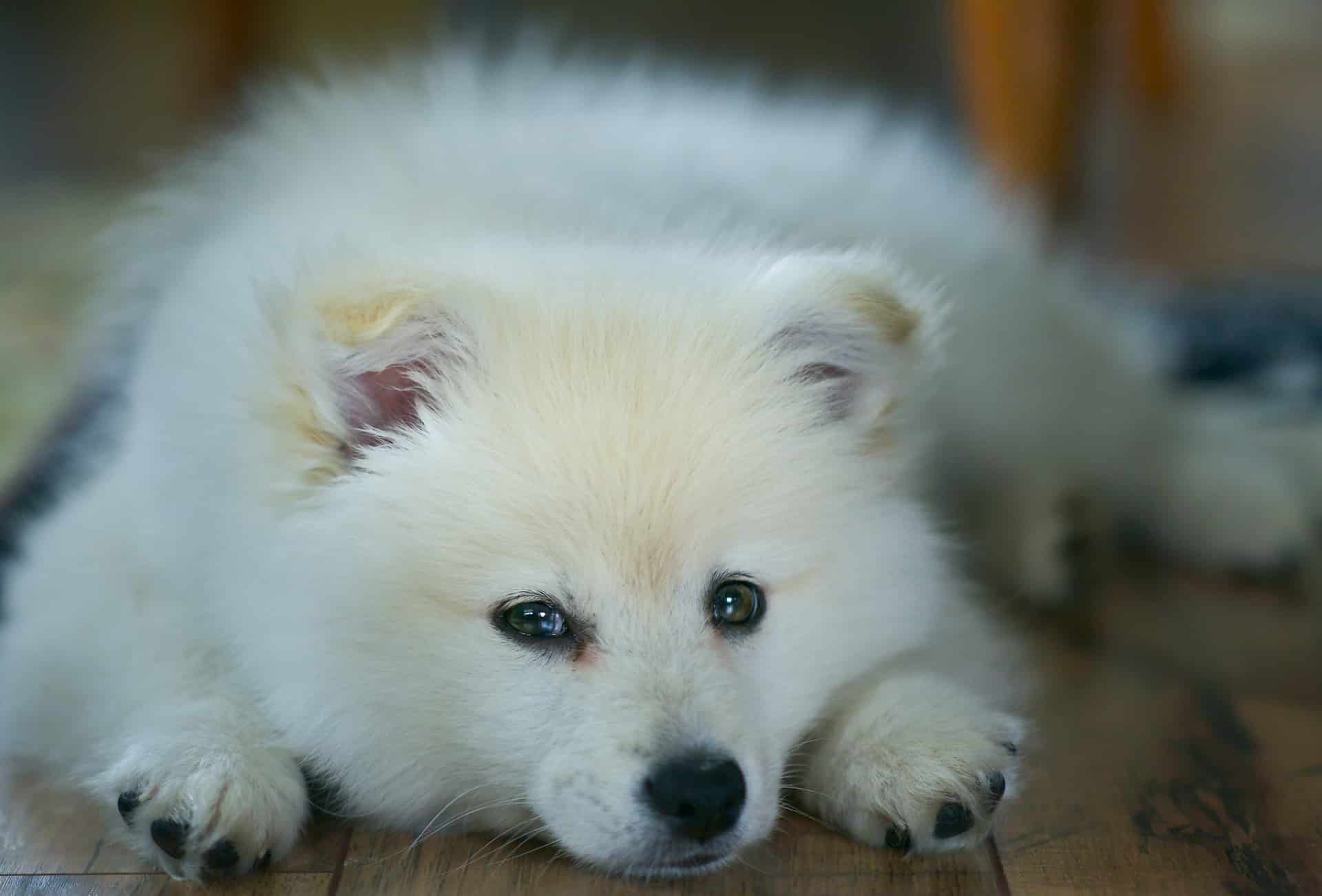 Adorable white puppy lying down on a wooden floor, showcasing playful and relaxed pet care.