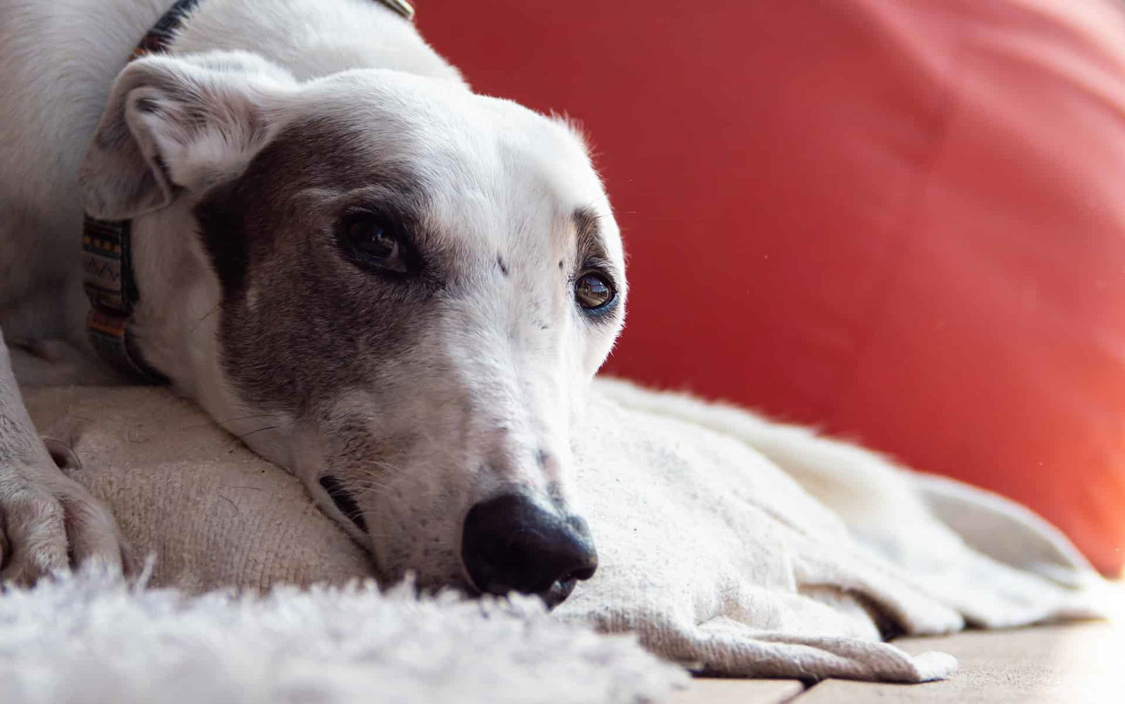 Adorable dog resting on cozy bed with calm expression.