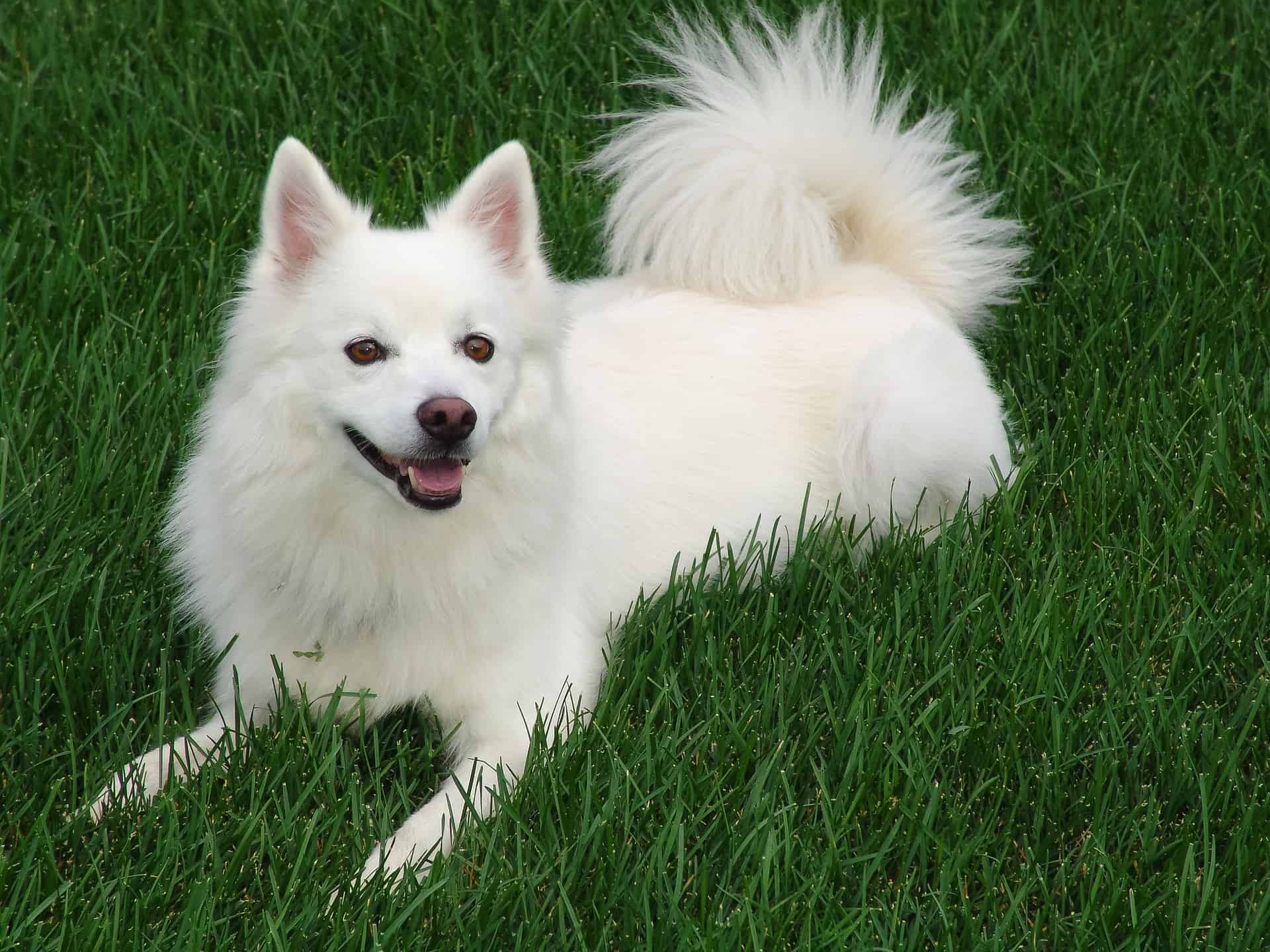 Happy white dog relaxing outdoors on lush green grass, showcasing healthy coat and playful personality.