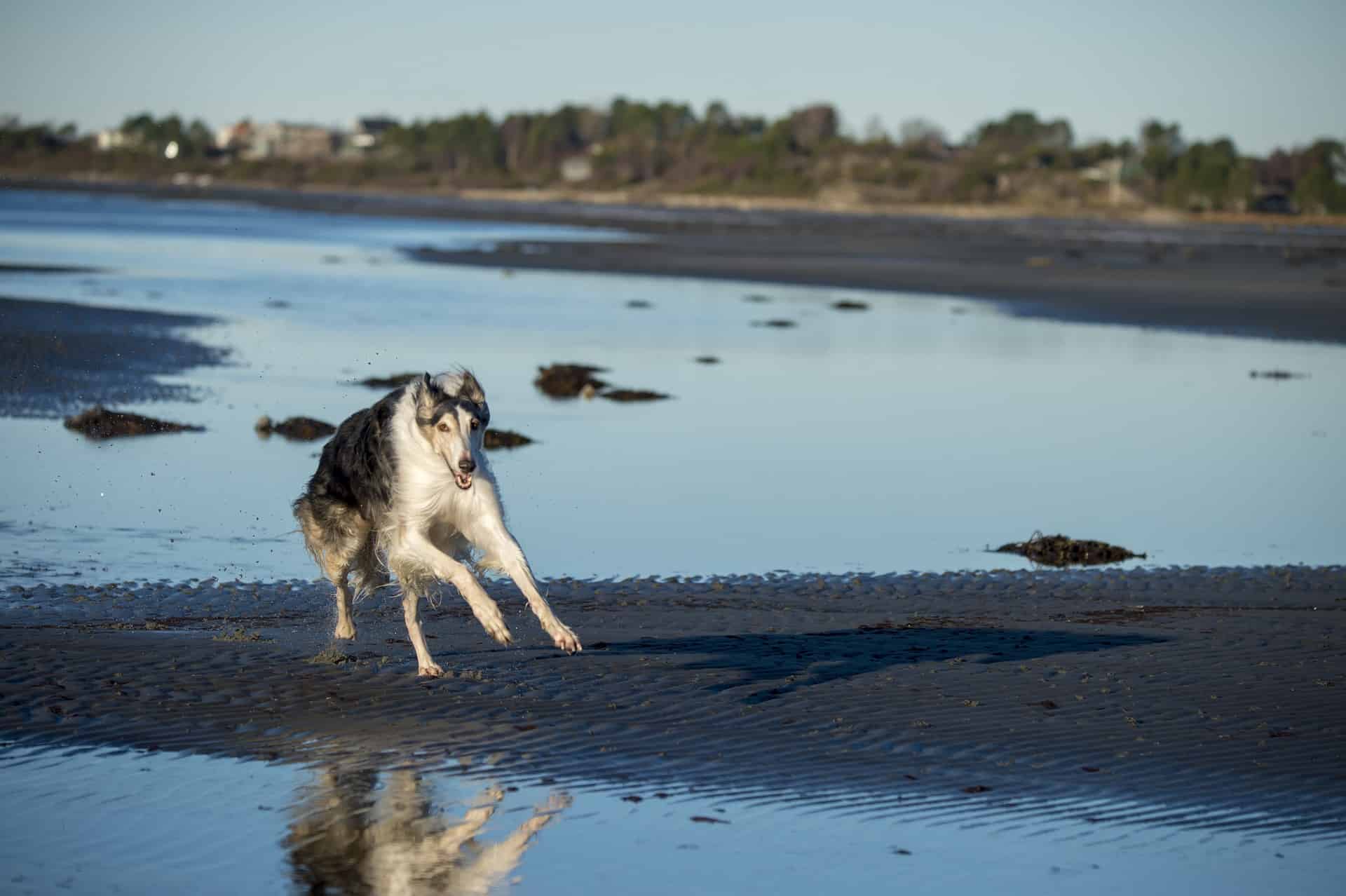 Beautiful dog frolicking in ocean water at the seaside.