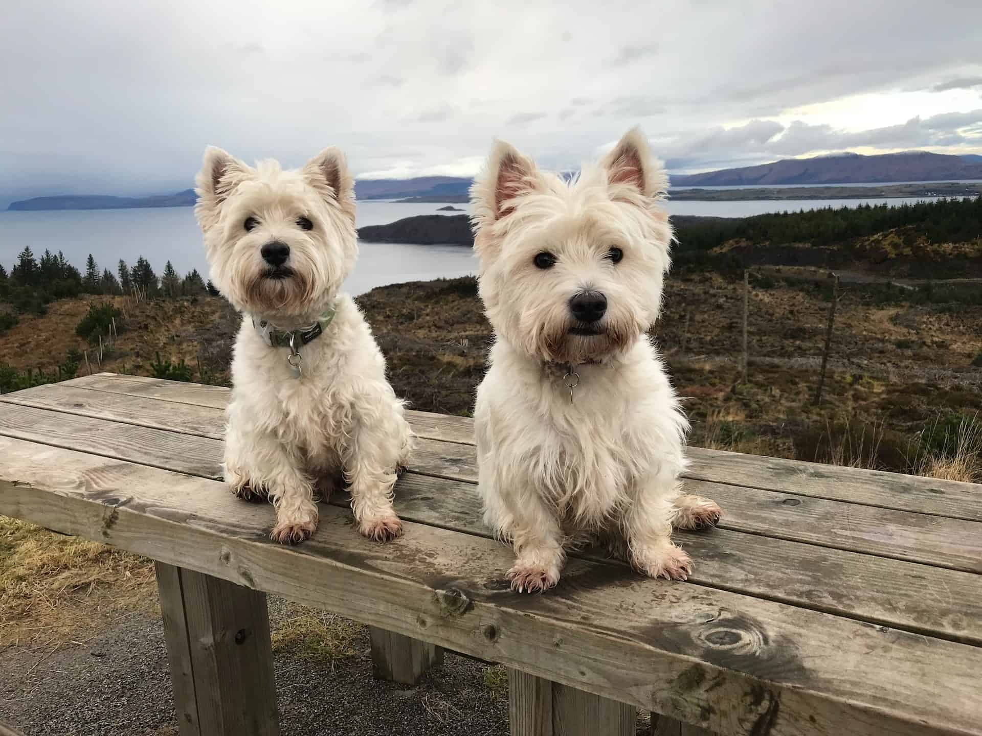 Fascinating Fact ###West Highland White Terriers