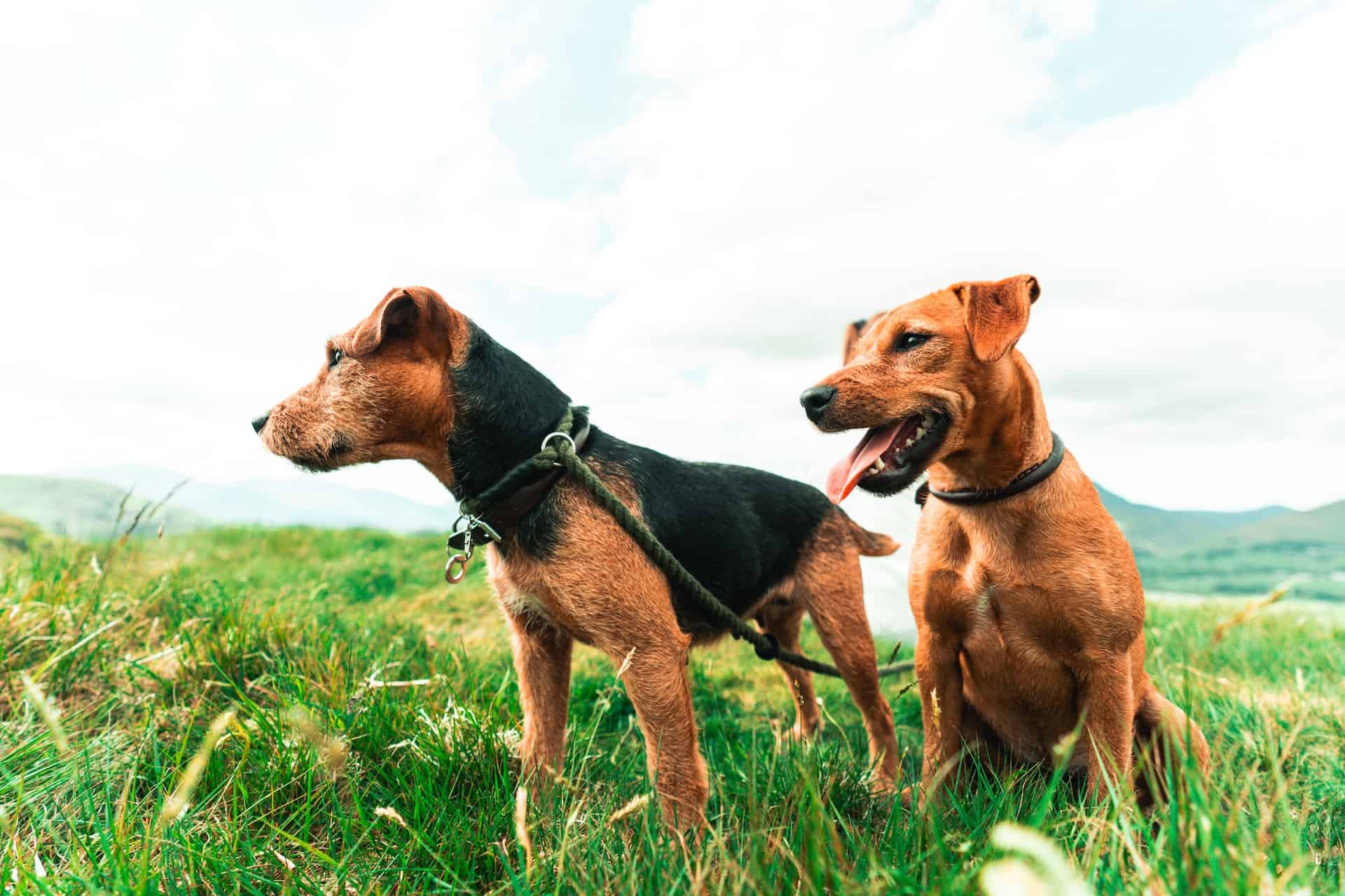 Adorable dogs enjoying a walk in nature, showcasing professional dog walking services for pet owners.