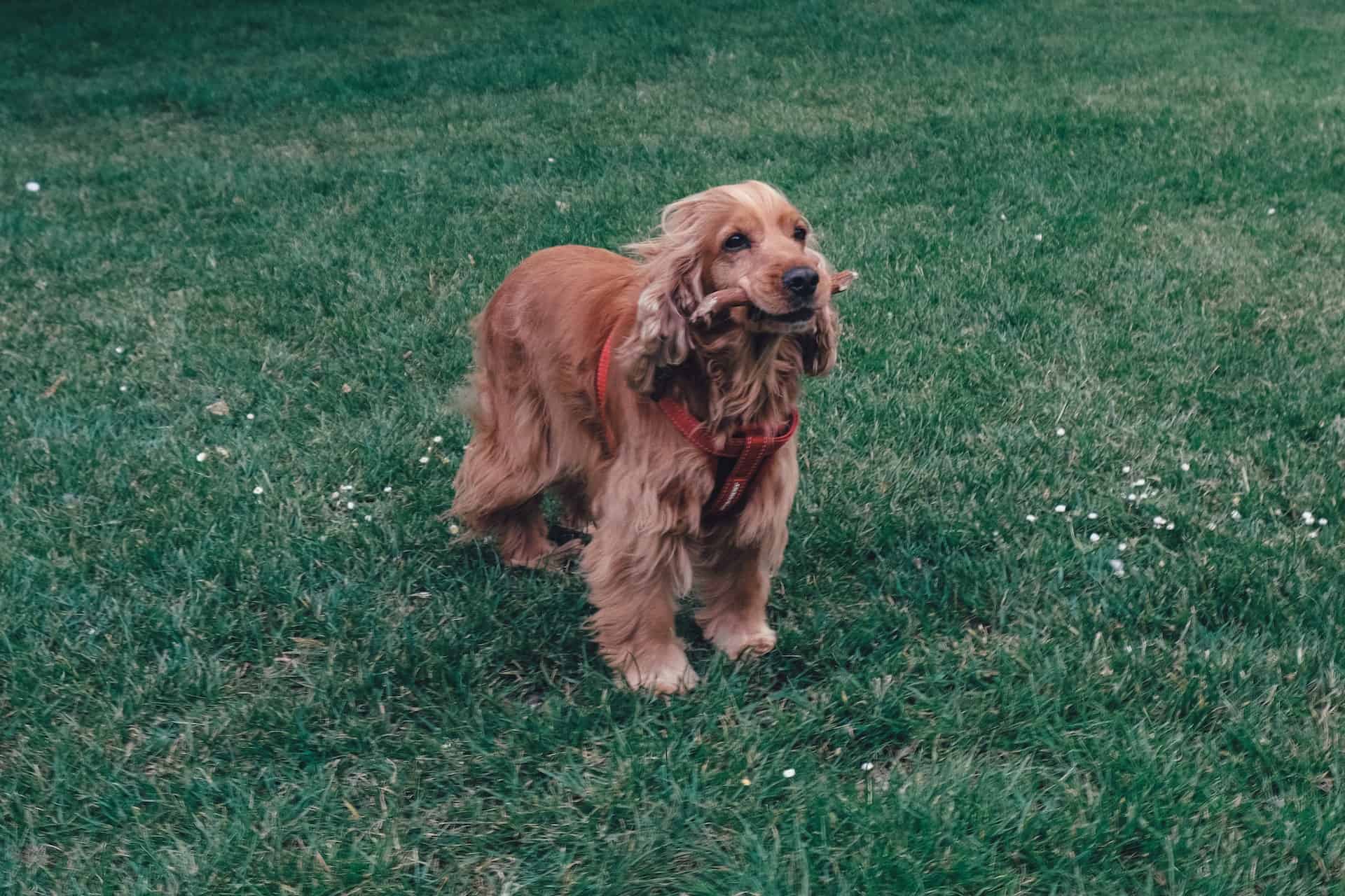 Adorable cocker spaniel puppy outdoors holding a stick in its mouth, enjoying playtime in lush green grass.