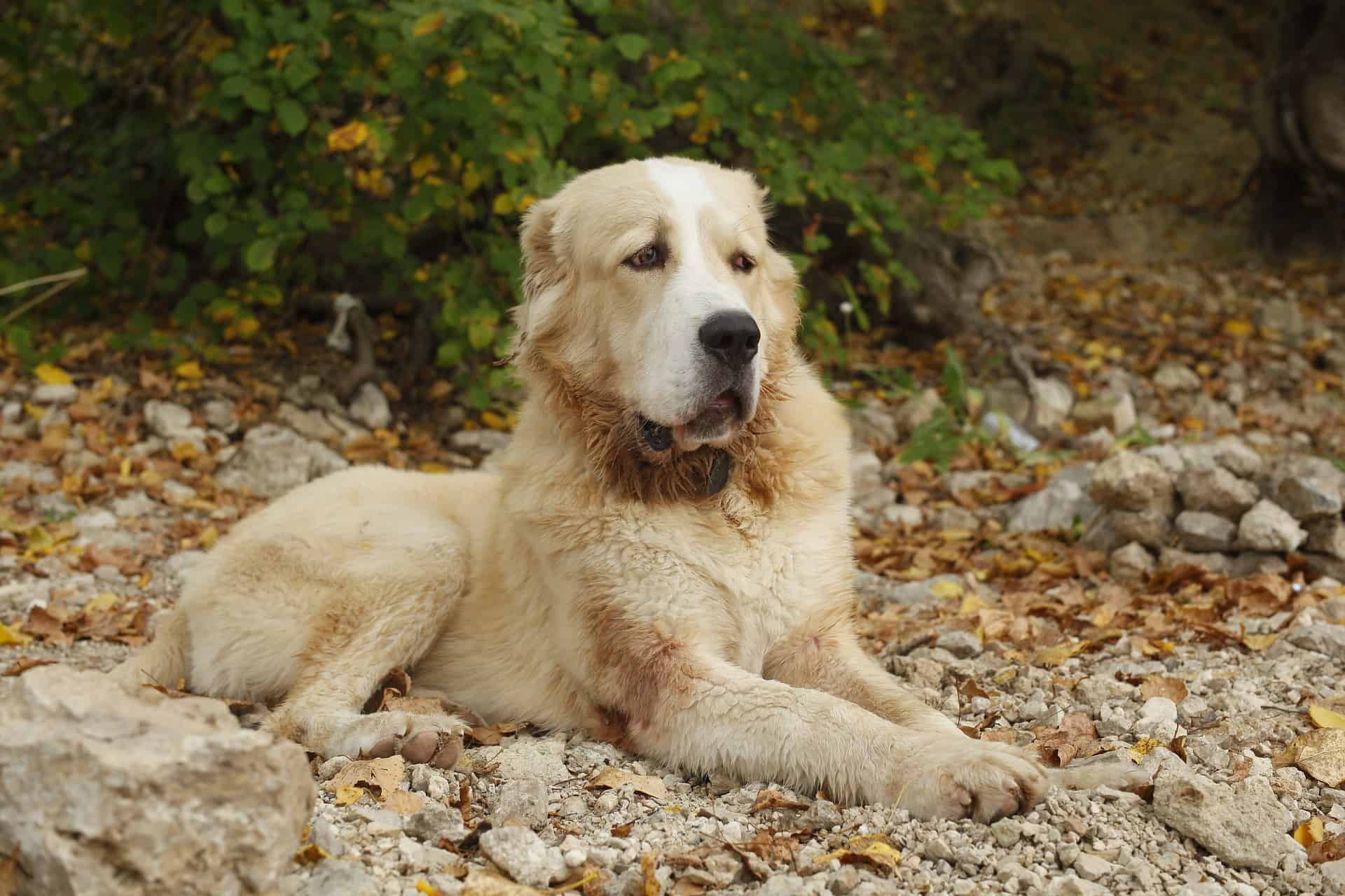 Comfortable dog resting in nature, outdoor dog care, autumn forest scene, dog loving environment.