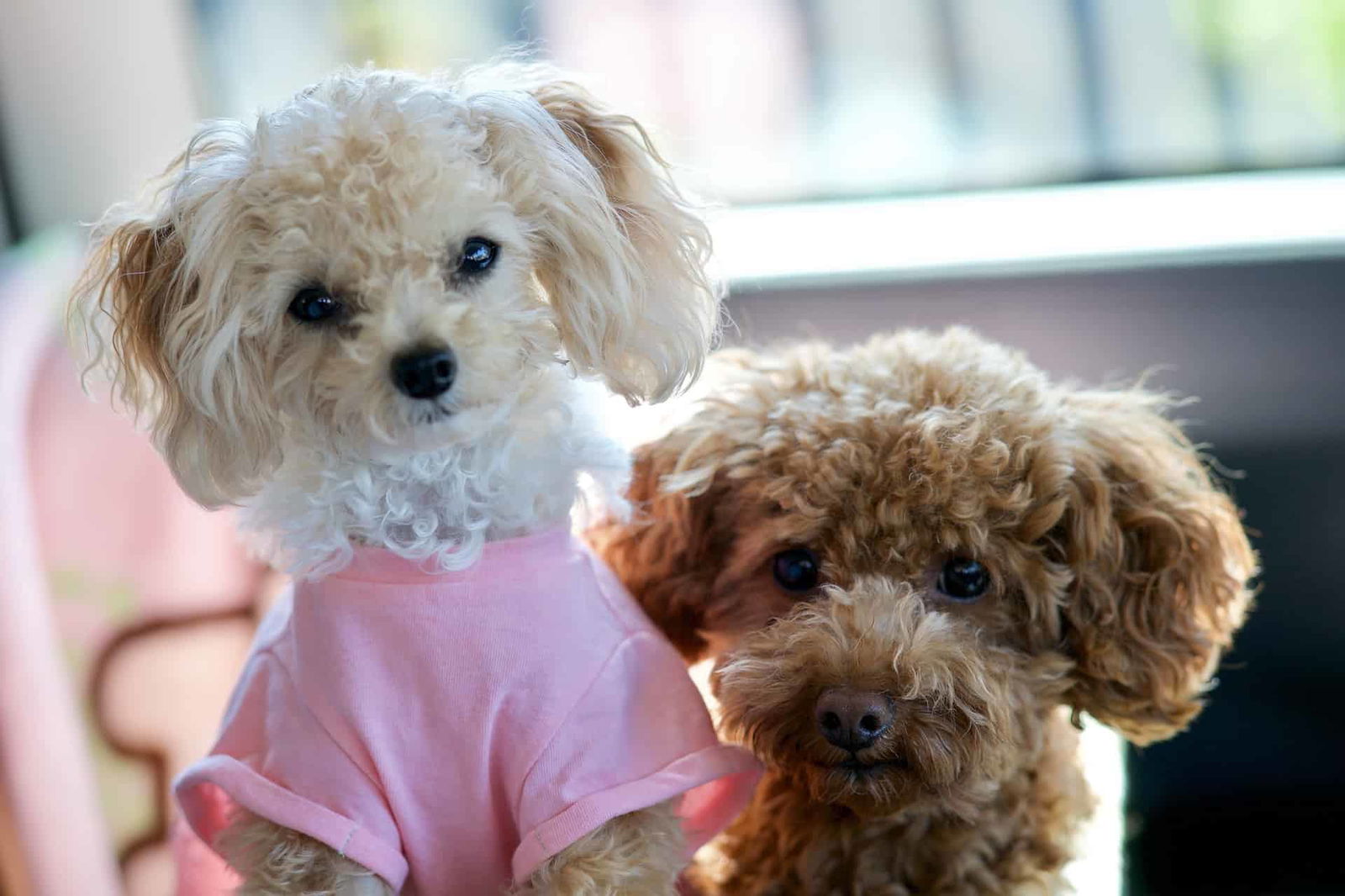 Final Reflections on the Toy Poodle Breed