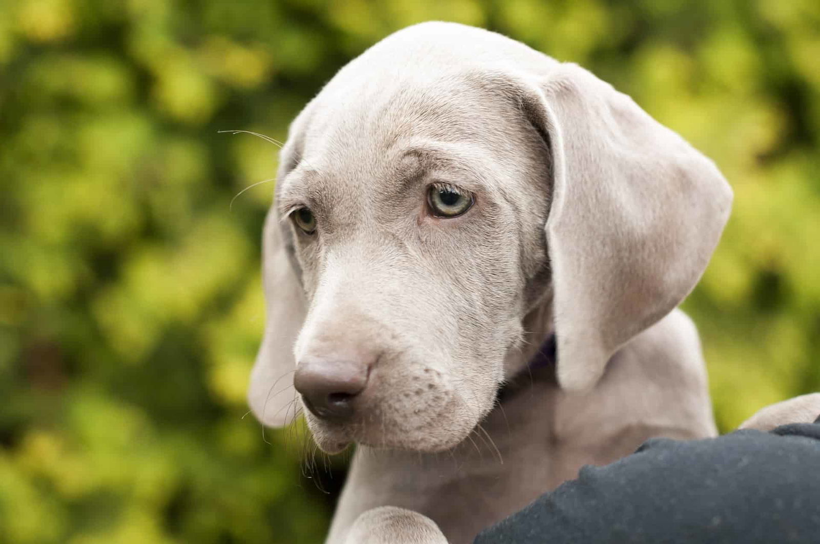Final Reflections on the Weimaraner Breed