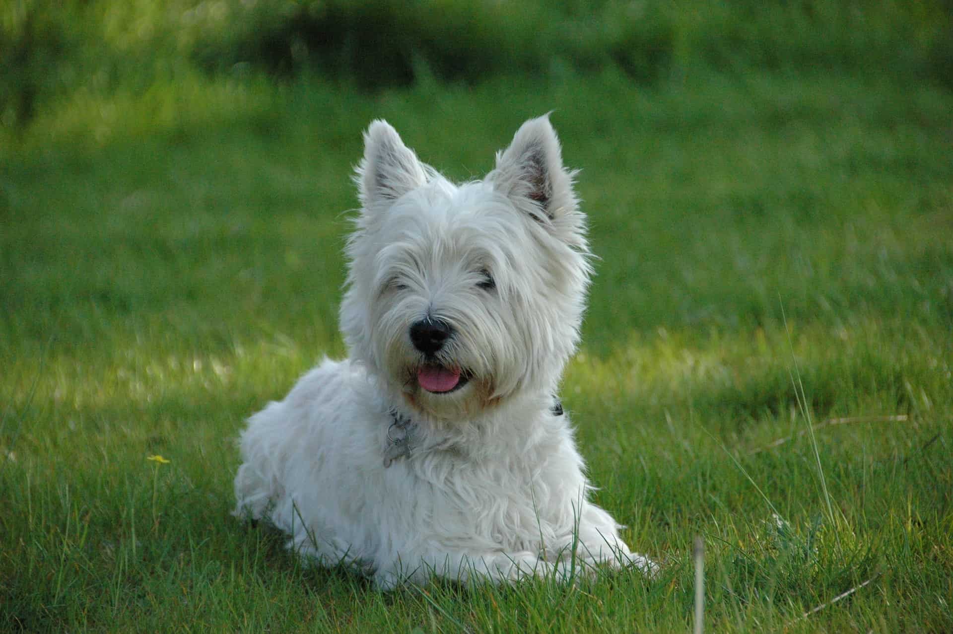 Final Reflections on the West Highland White Terrier Breed
