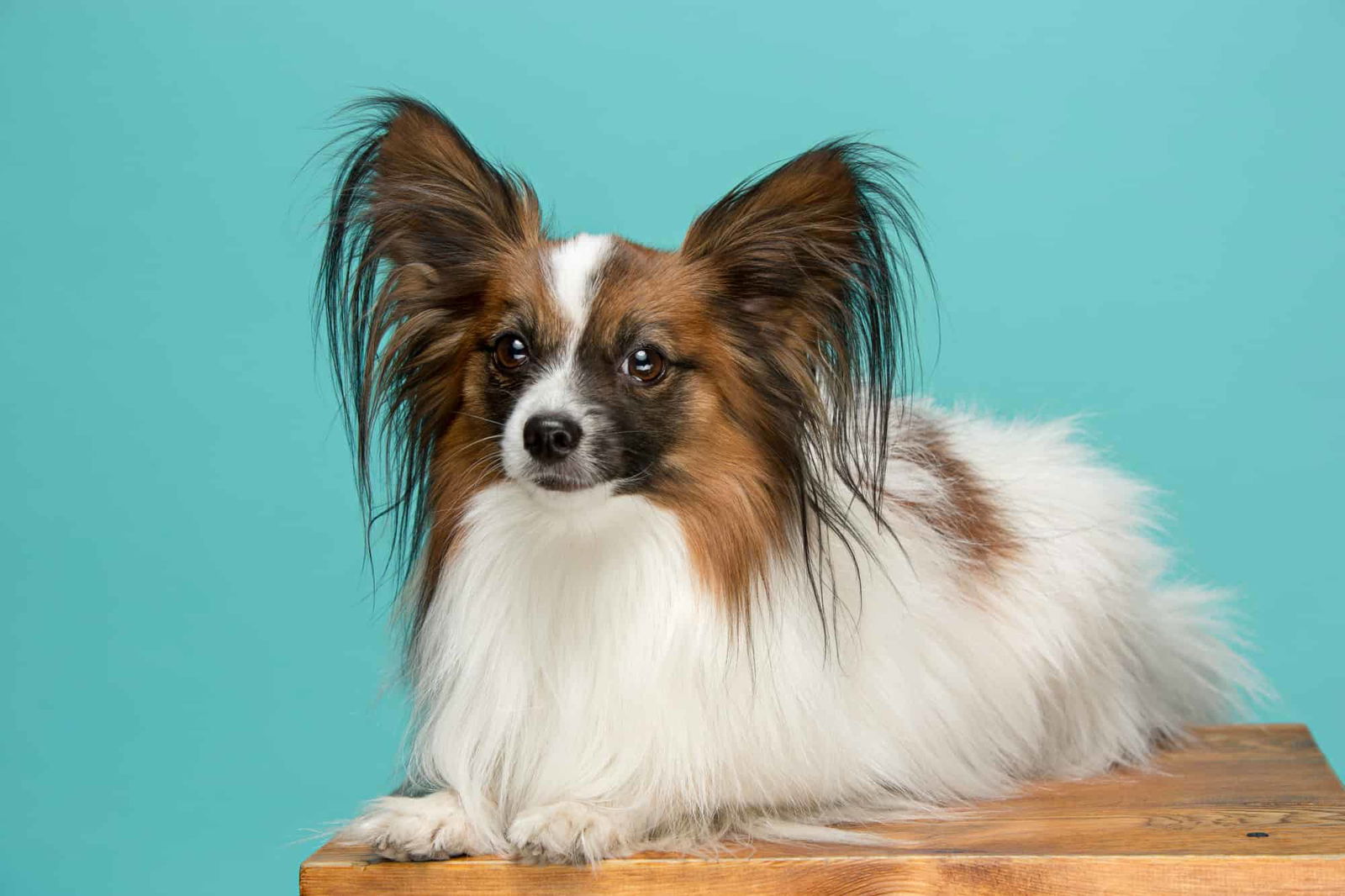Adorable Papillon breed dog with large, upright ears and fluffy coat, sitting on a wooden platform.