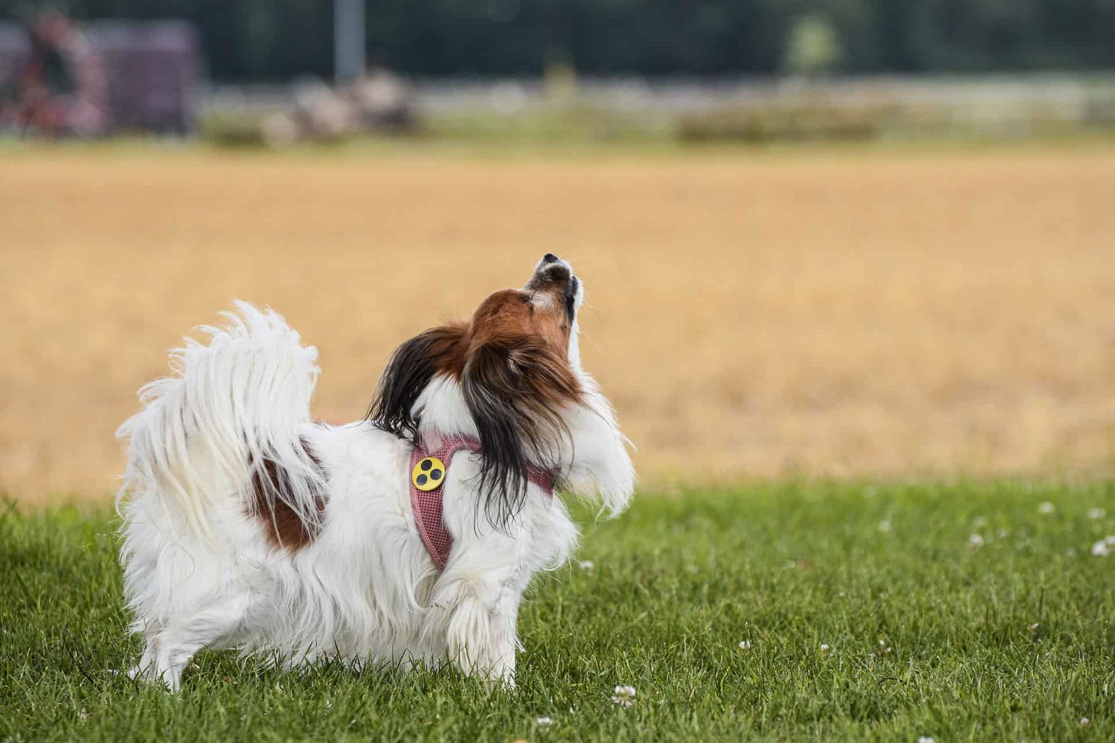 Friendly dog in a pink harness looking up in a park setting.