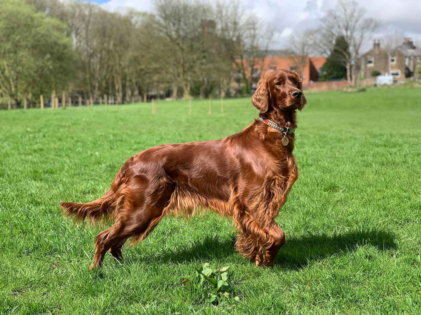 Adorable Cocker Spaniel with shiny chestnut coat enjoying outdoor walk on lush green lawn.