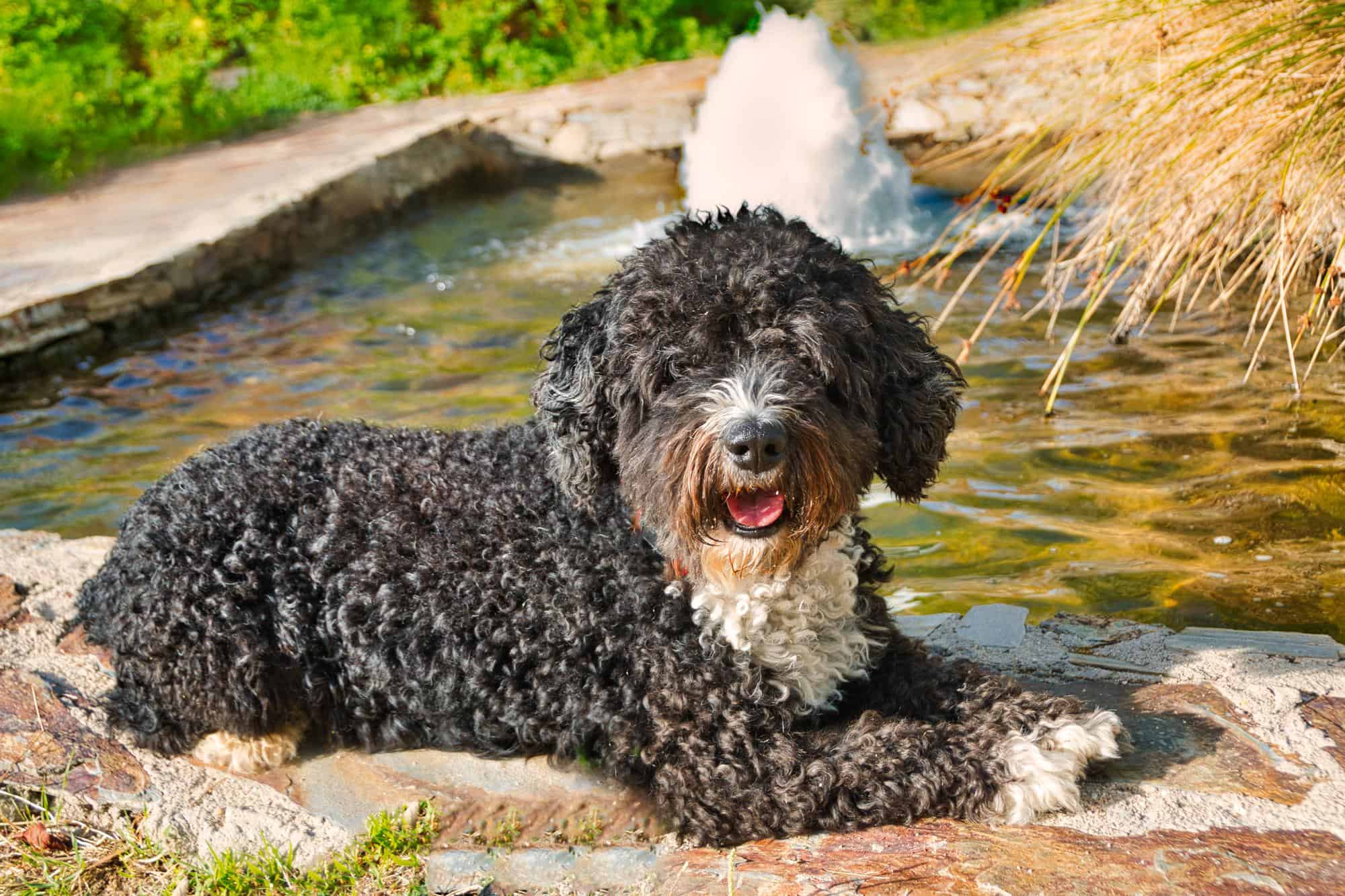 Muddy poodle dog resting by the water on a sunny day.