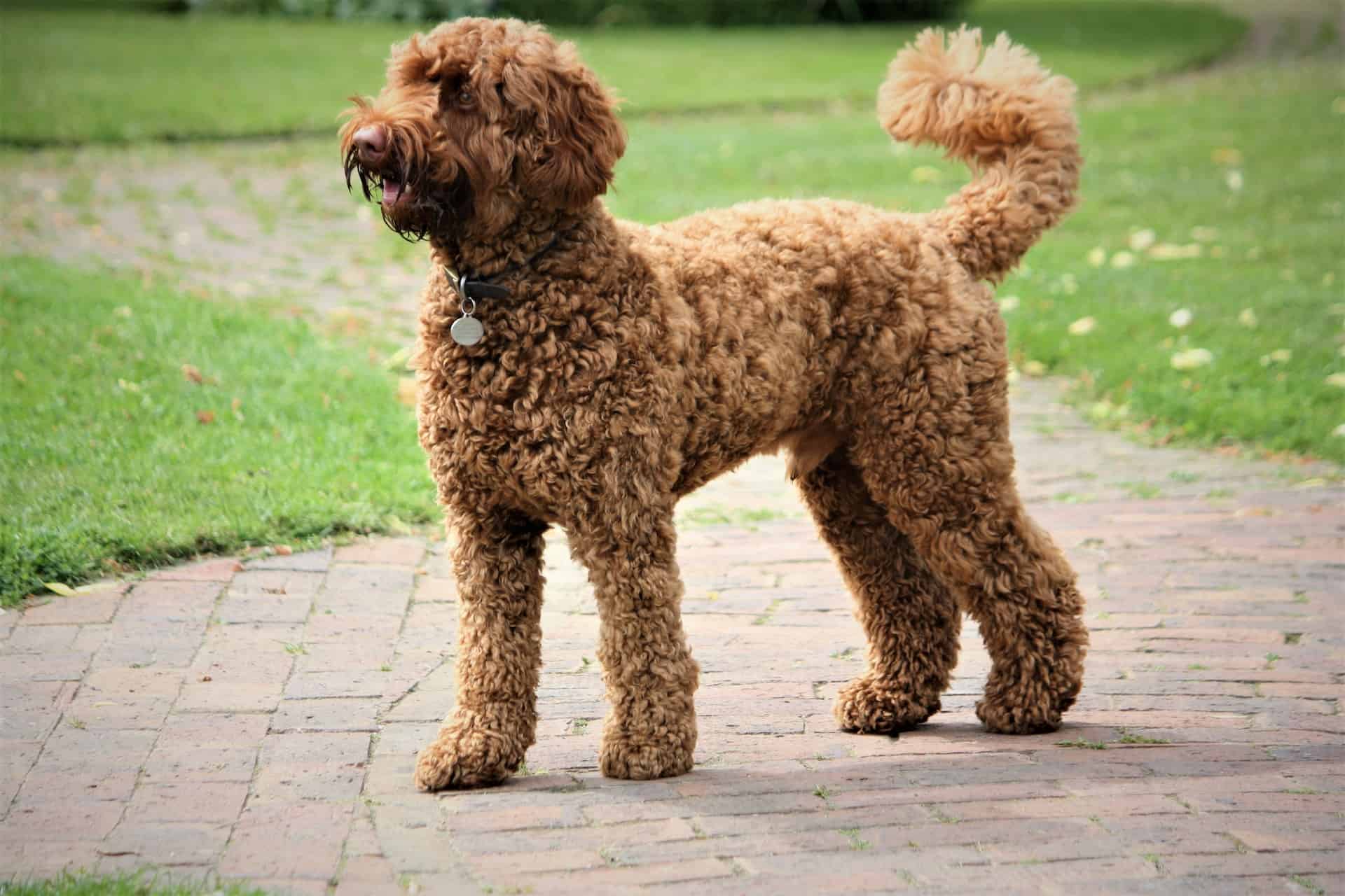 Adorable Labradoodle dog with curly fur standing outdoors on a paved path, enjoying nature.
