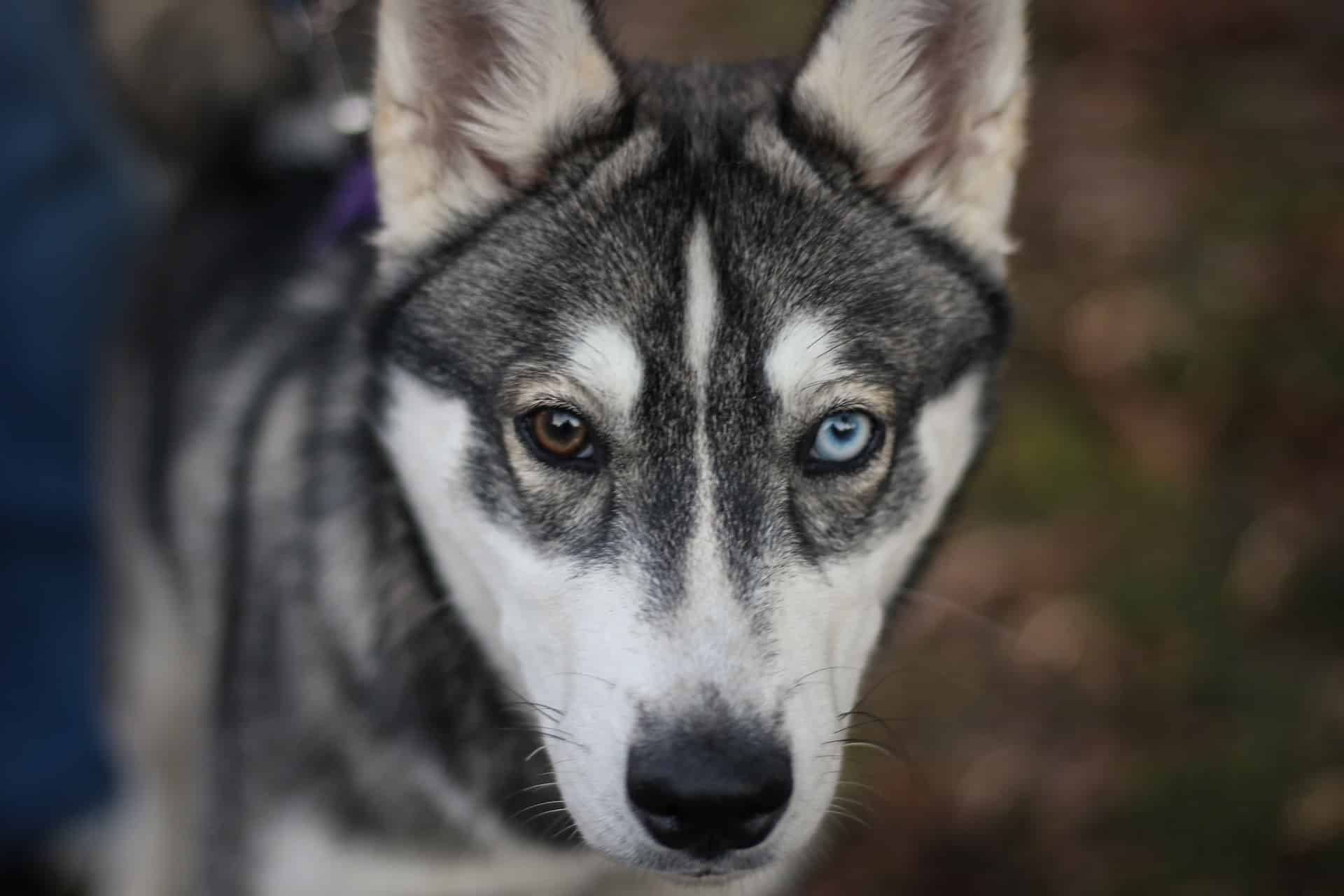 Husky with one blue and one brown eye, showcasing unique and beautiful dog eye color traits.